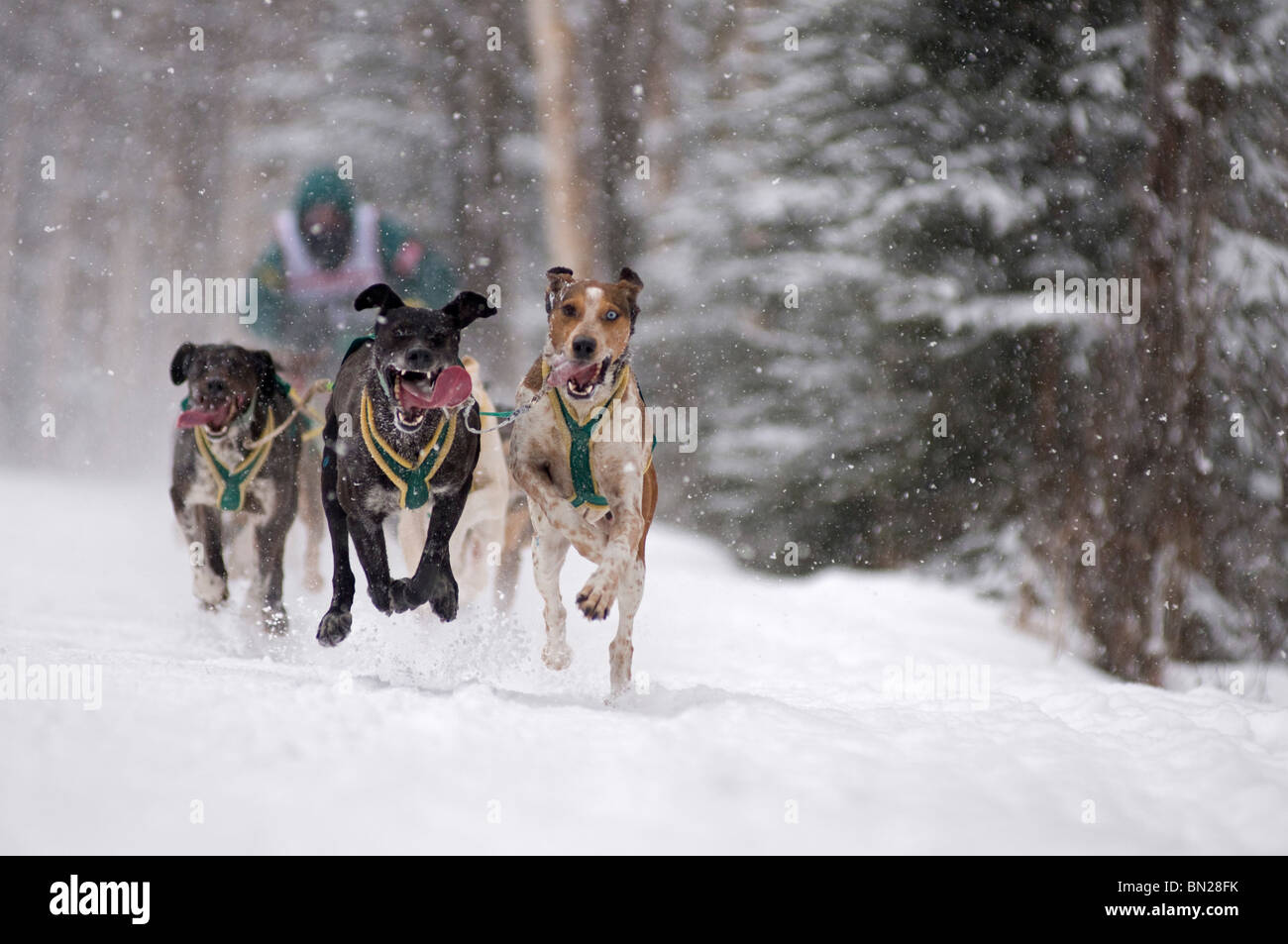 Sled Dog Racing- un musher e il suo cane Gara di team nel Campionato del Mondo 2009 Fur Rondy gara Sprint lungo Foto Stock