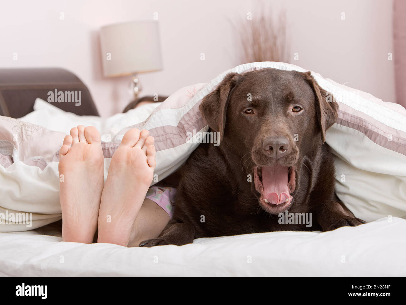 Colpo di un simpatico Labrador cioccolato sotto i coperchi in corrispondenza del proprietario piedi fine! Foto Stock