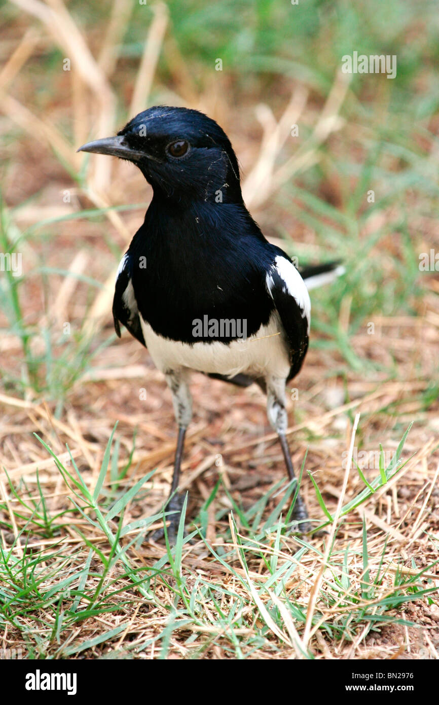 Un maschio Oriental Magpie Robin in Bharatpur Bird Sanctuary (Keoladeo Ghana Parco Nazionale), India Foto Stock