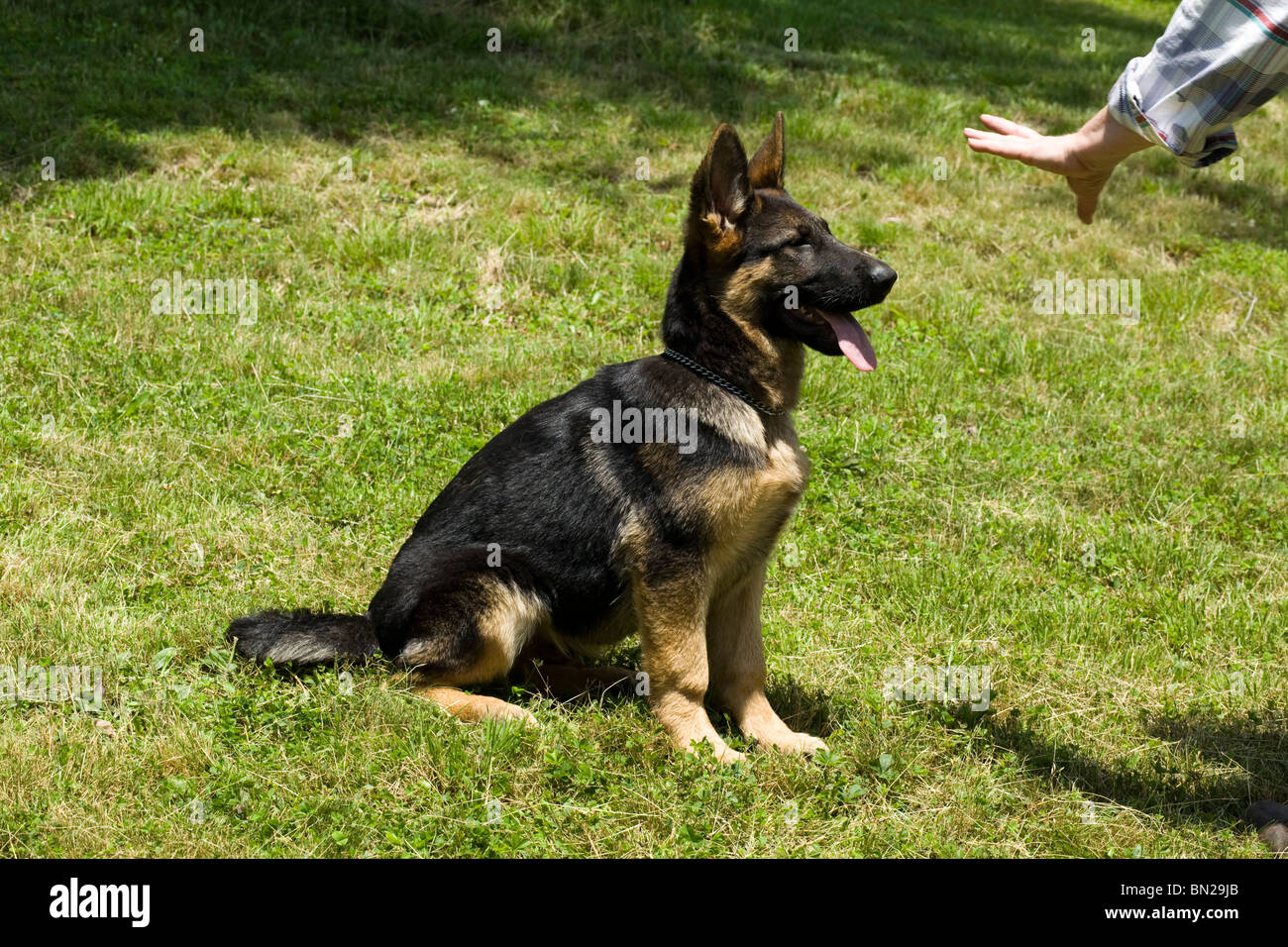 Un pastore tedesco cucciolo è di essere addestrati per soggiorno. Foto Stock