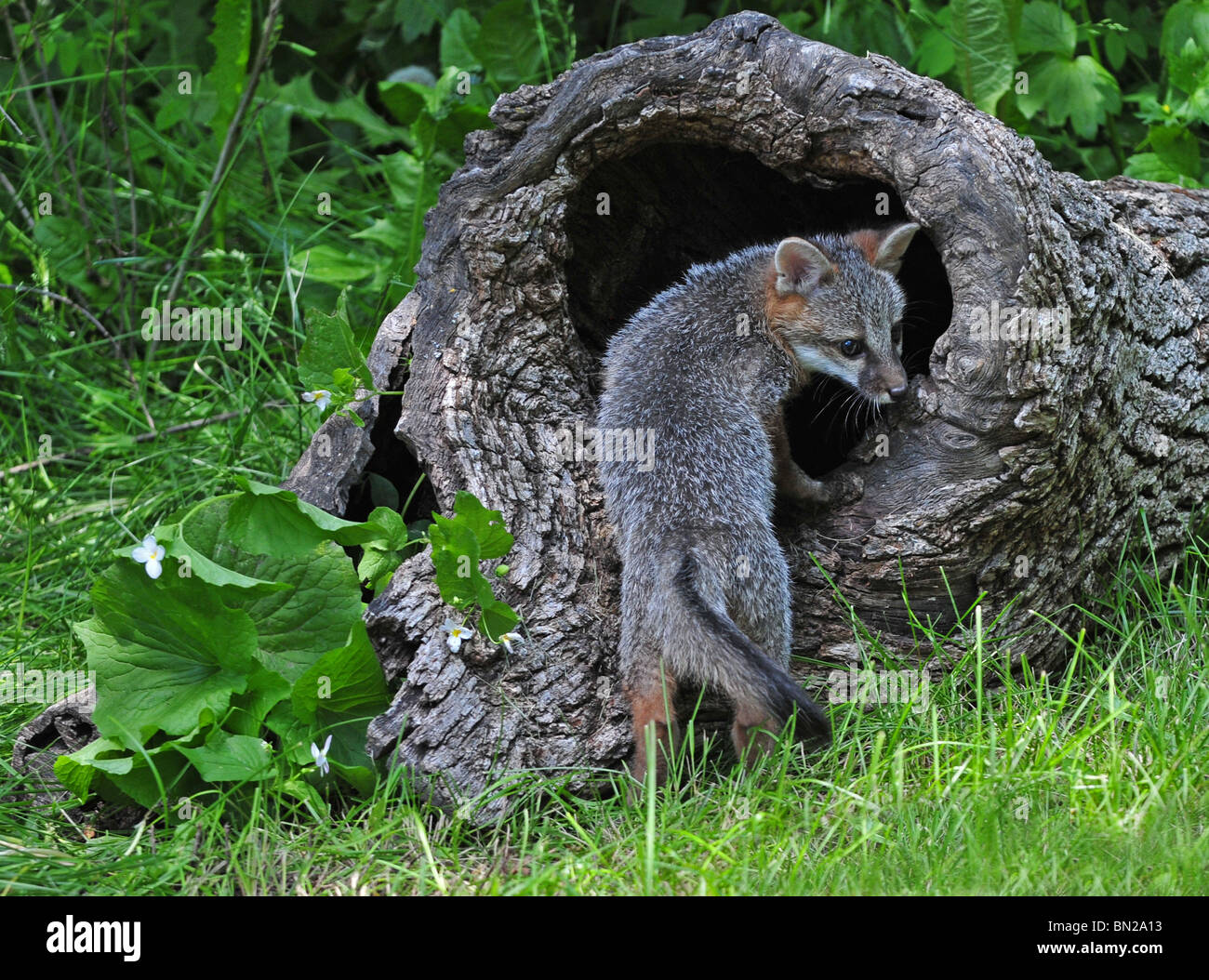 Carino Gray Fox Kit nella parte anteriore della sua tana Foto Stock