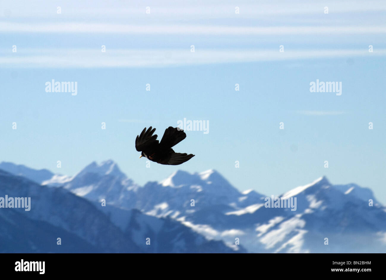 Alpi svizzere picchi di montagna: Alpina tosse volare al di sopra di swiss montagne alpine in cielo blu Foto Stock