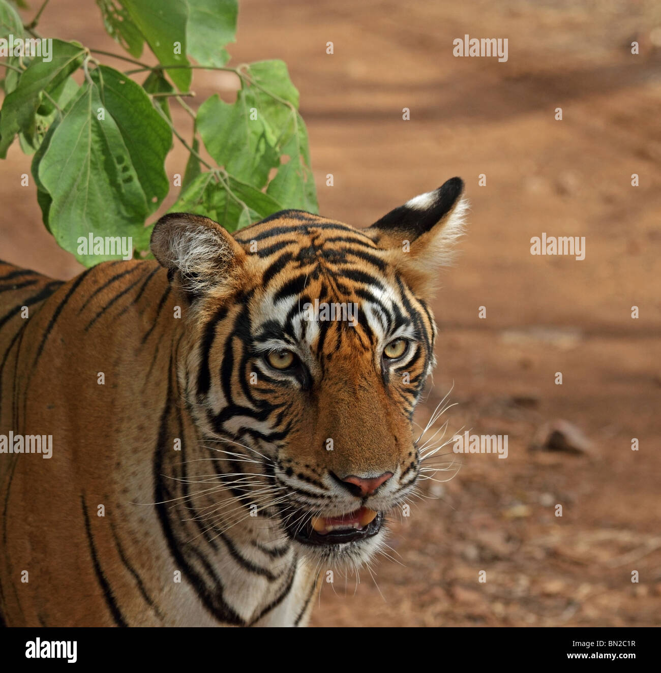 Tiger ritratto. La foto è stata scattata in Ranthambhore National Park, India Foto Stock