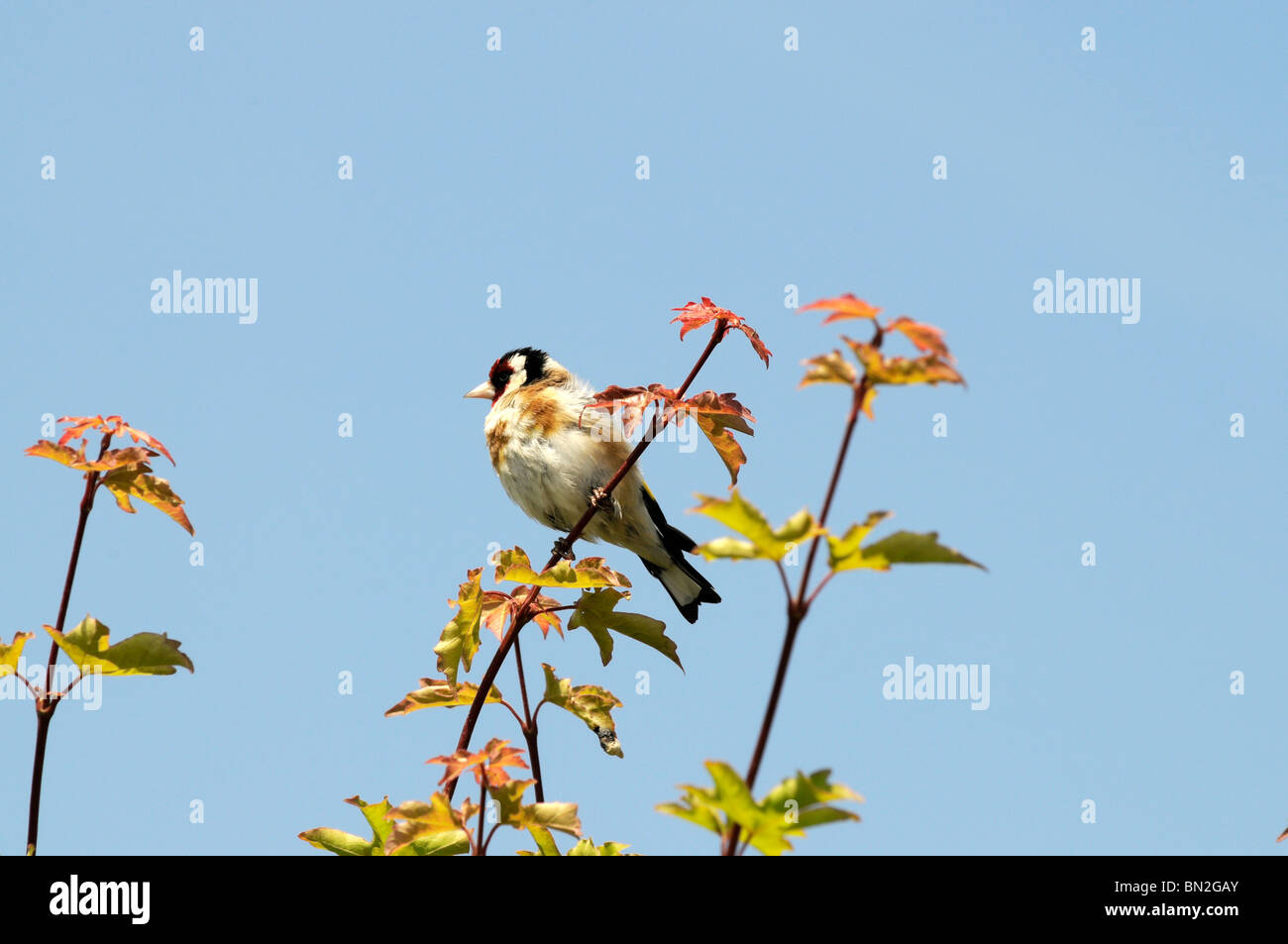 Cardellino appollaiate su hedge Carduelis carduelis Foto Stock