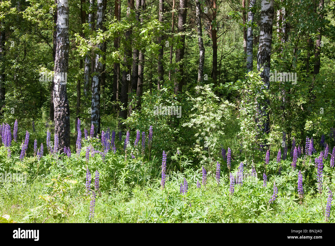 I lupini (lupinus nootkatensis) cresce nella foresta. Foto Stock