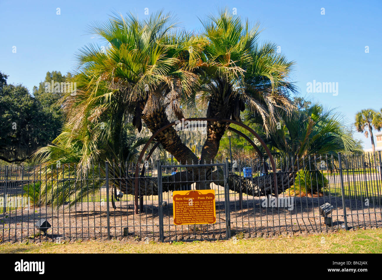Butia Capitata Pindo Palm Tree Panama City Florida il noto solo ad albero nel mondo con 4 trunk Foto Stock