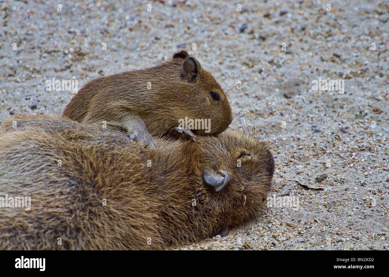 Giovani capibara (Hydrochoerus hydrochaeris) giocando con sua madre a pelo Foto Stock