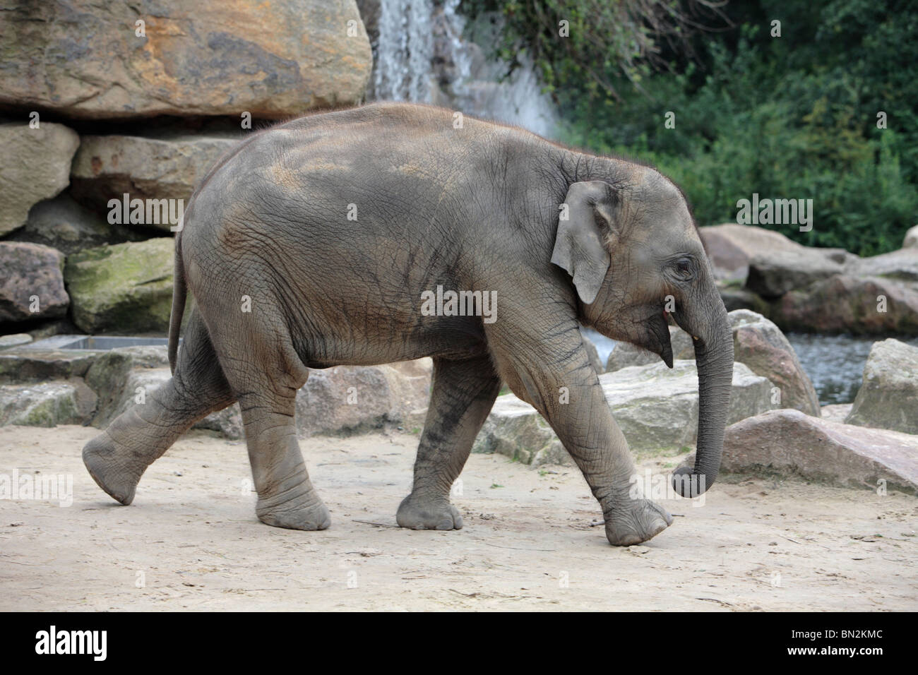 Elefante asiatico (Elephas maximus), giovane animale Foto Stock