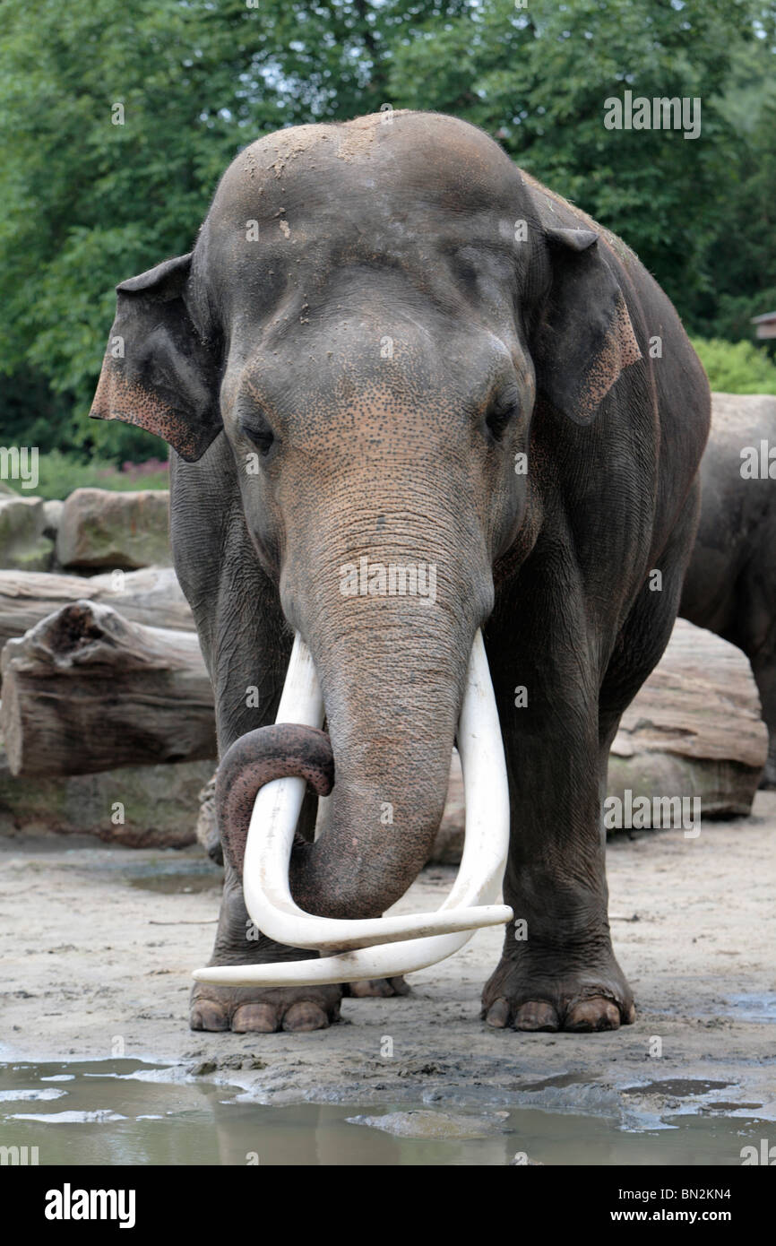 Elefante asiatico (Elephas maximus), Bull con grandi zanne Foto Stock