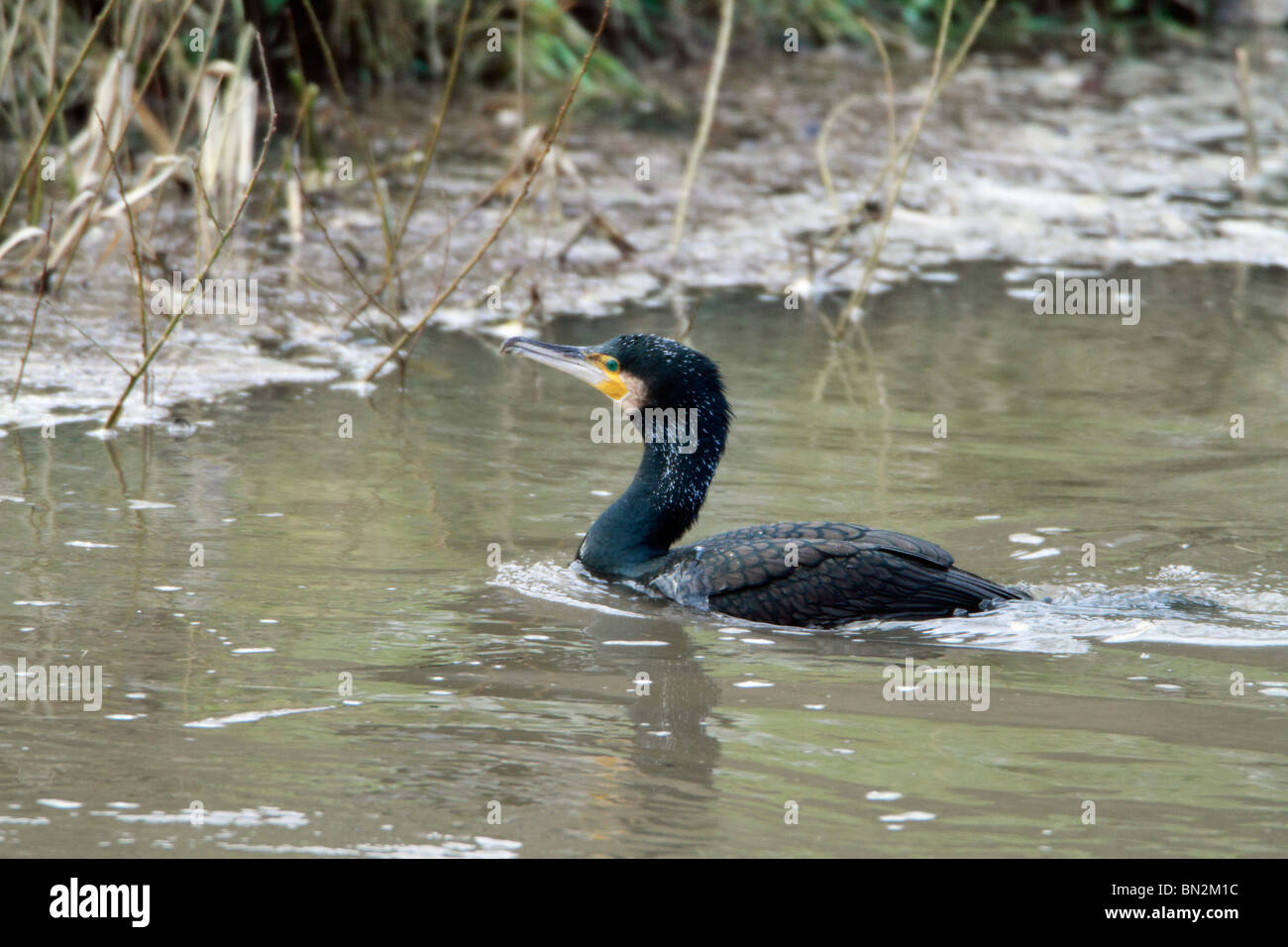 Comorant, Phalacrocorax carbo, nuotare nel fiume, il fiume Fulda, Germania Foto Stock