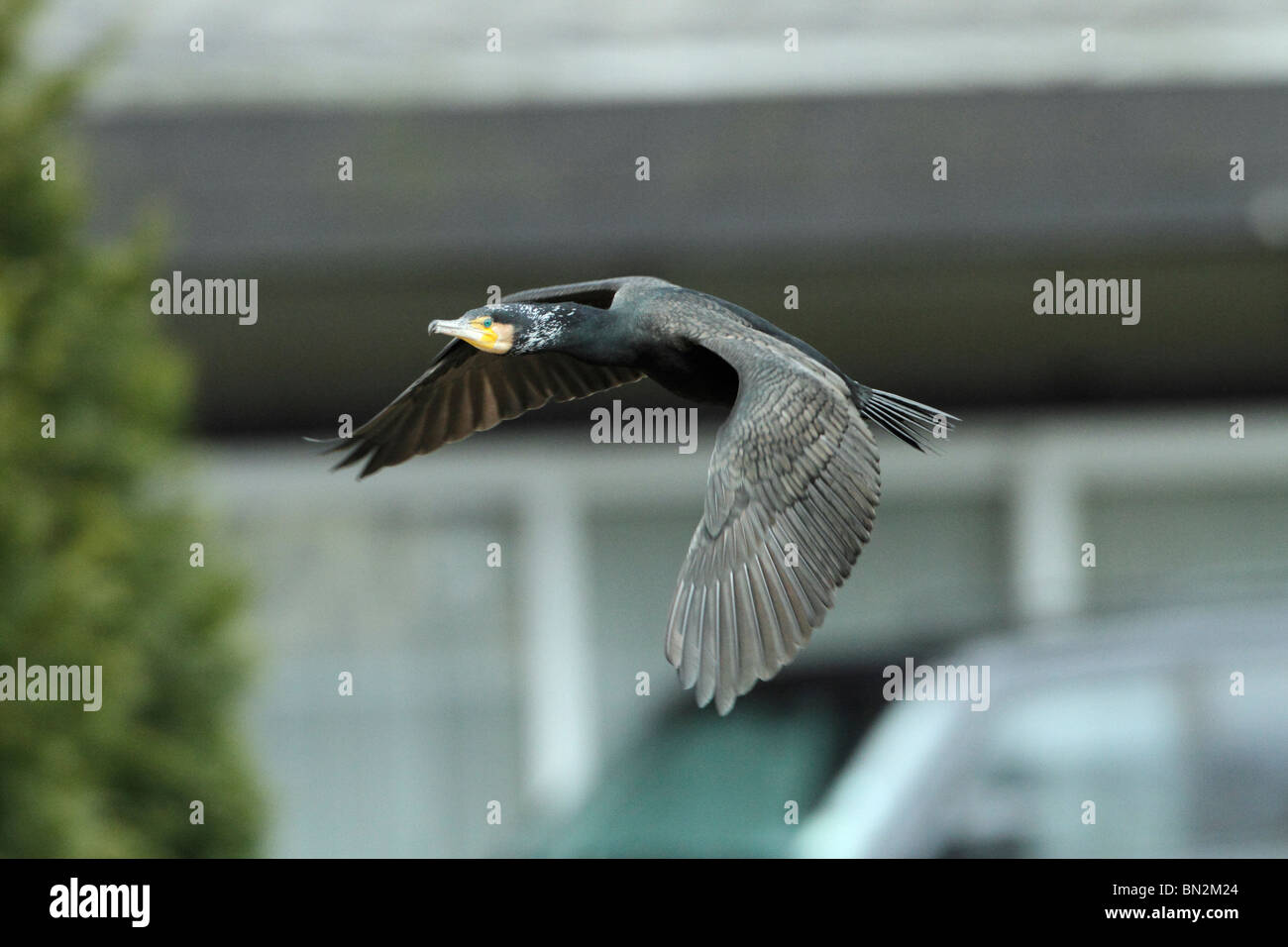 Comorant, Phalacrocorax carbo, in volo sul bordo di una città sul fiume Fulda, Germania Foto Stock