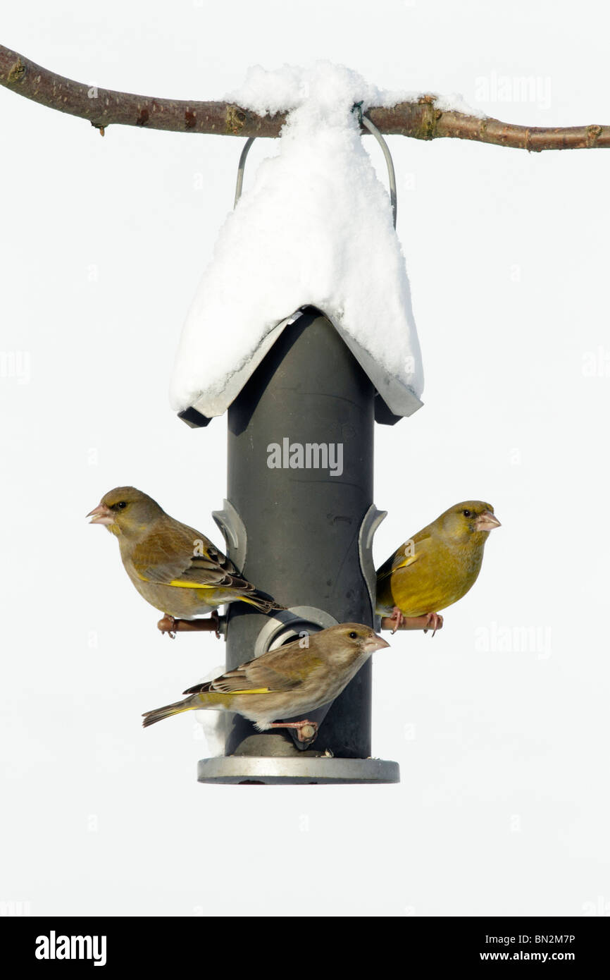 Tre verdone, Carduelis carduelis, a bird stazione di alimentazione in giardino, inverno, Germania Foto Stock