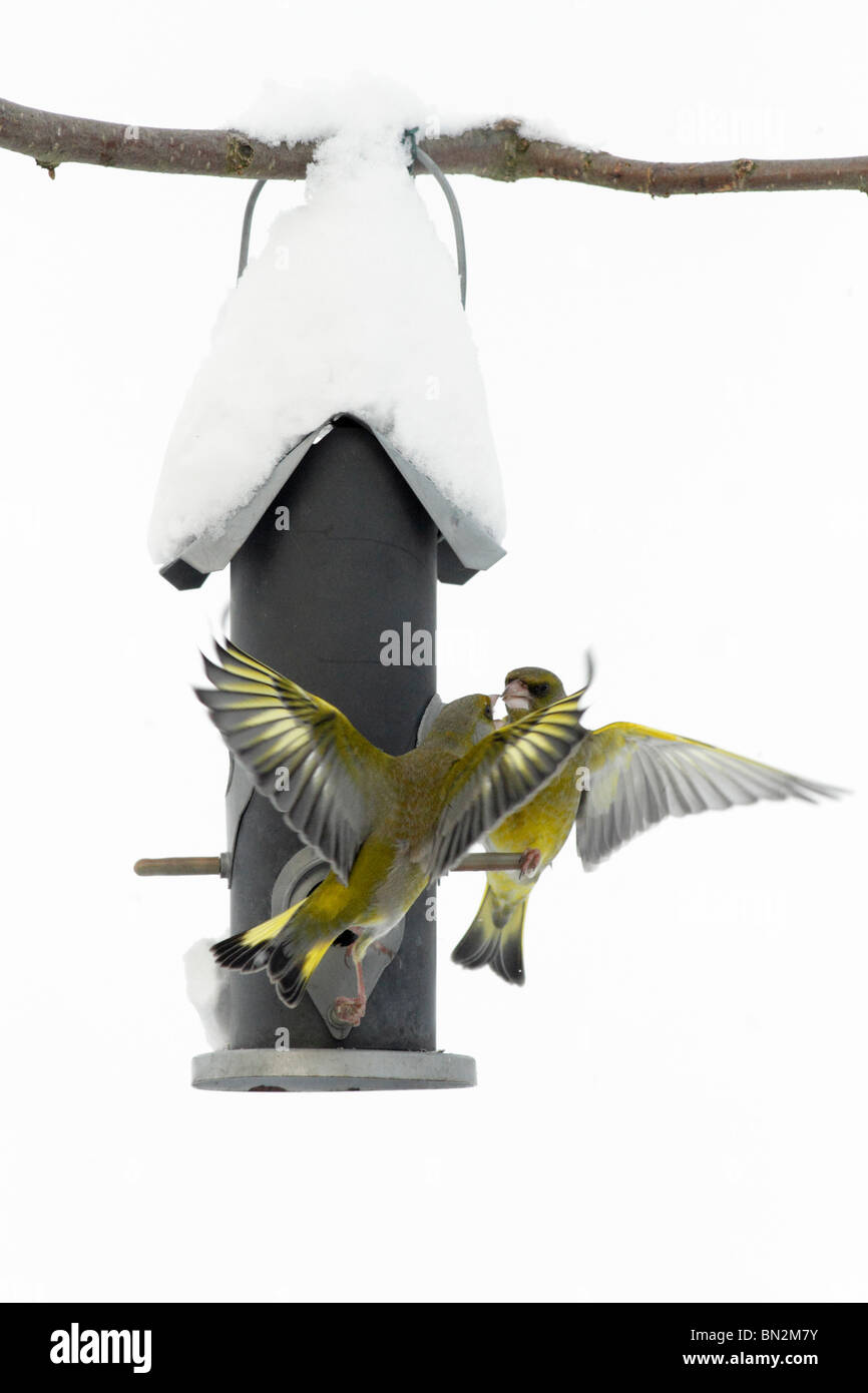 RELAX4LIFE Set Di 2 Tralicci, Traliccio Combinabile Per Cetrioli - Foto 8