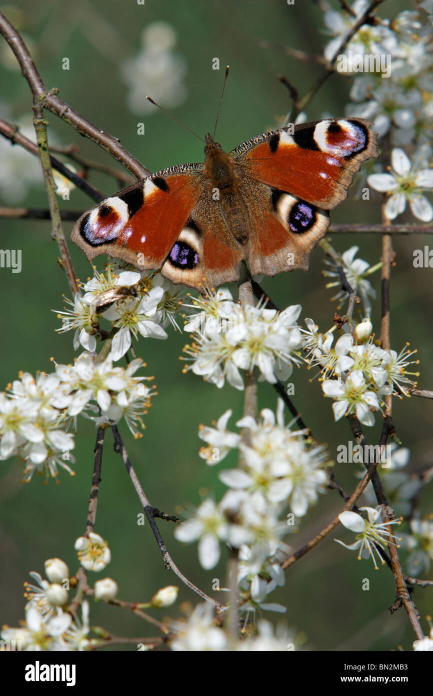 Farfalla pavone (Inachis io), alimentando il prugnolo fiorisce in primavera Foto Stock