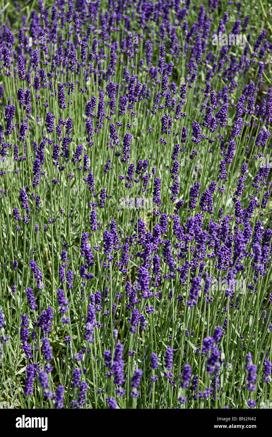 Campo di inglese di fiori di lavanda (Lavandula angustifolia) in fiore in primavera nel Regno Unito. Foto Stock