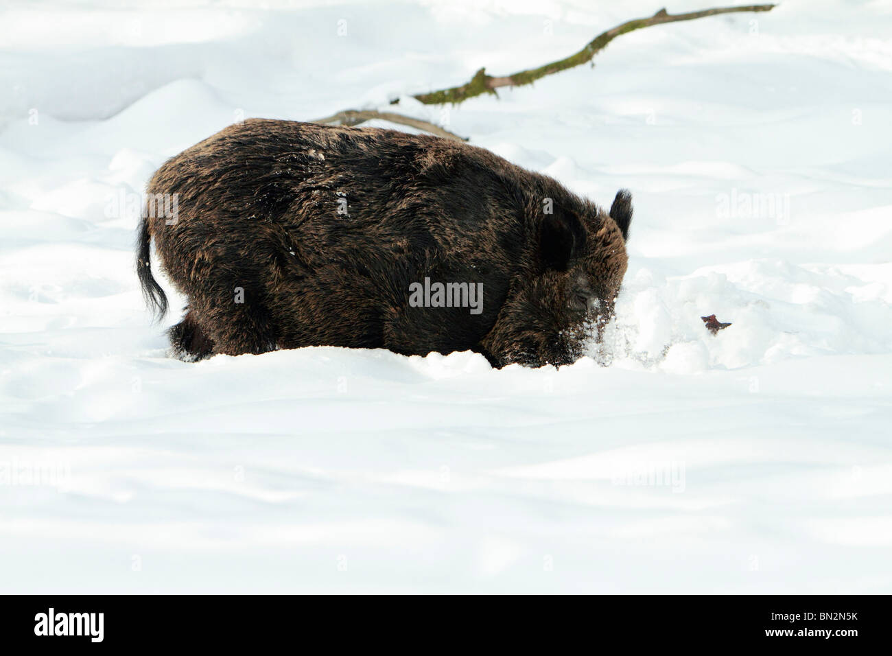 Europei di suini selvatici, (Sus scrofa) animale maschio o cinghiale, foraggio per il cibo nella neve profonda, Germania Foto Stock
