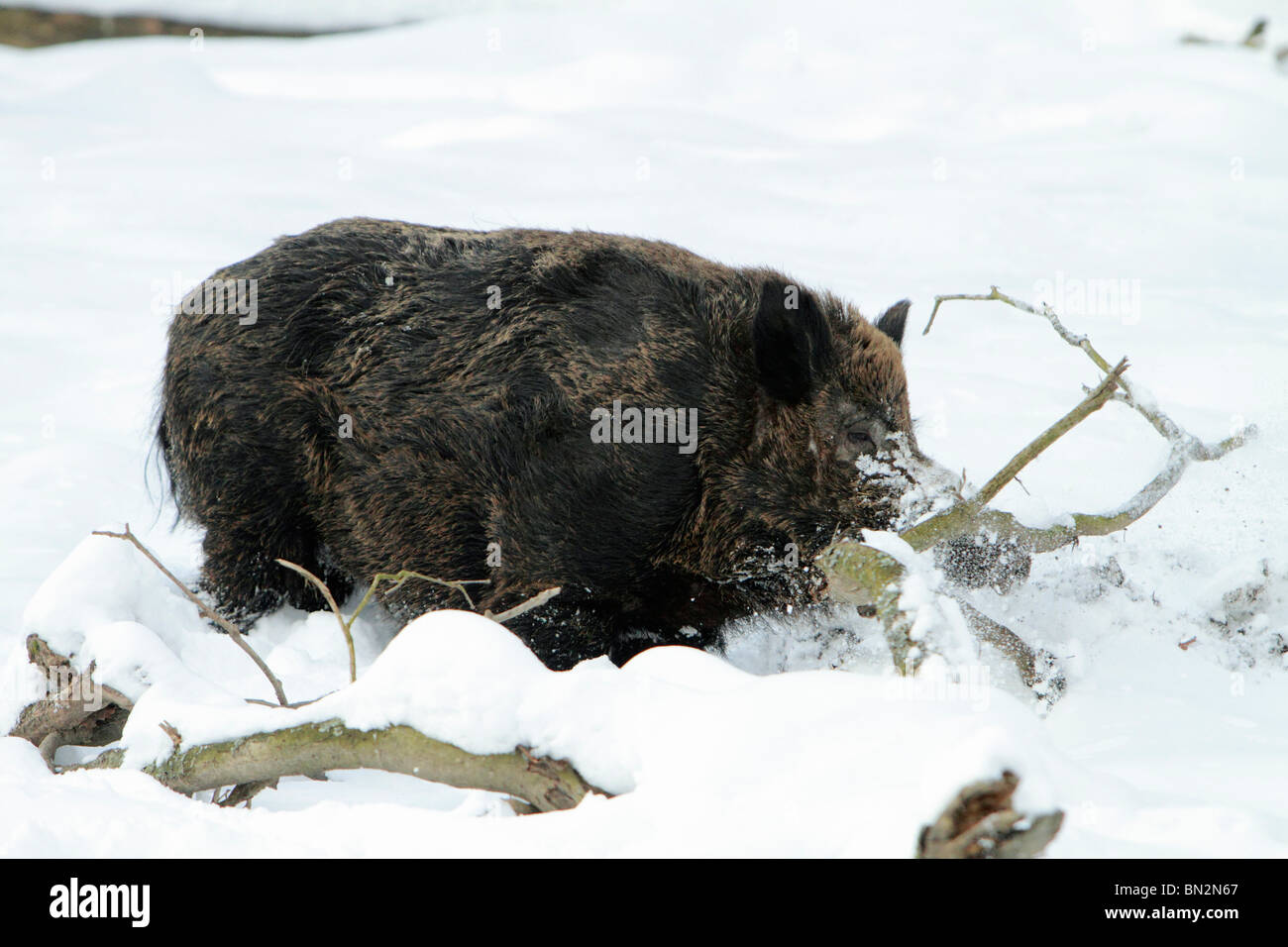 Europei di suini selvatici, (Sus scrofa) animale maschio o cinghiale, foraggio per il cibo nella neve profonda, Germania Foto Stock