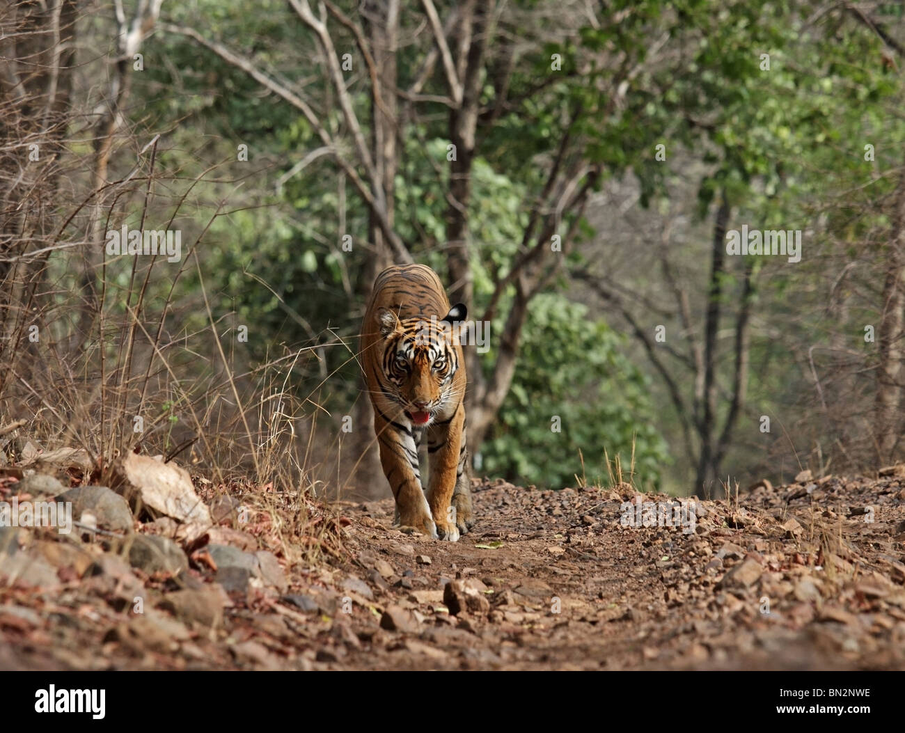 Tiger camminando sulla strada forestale in Ranthambhore National Park, India Foto Stock