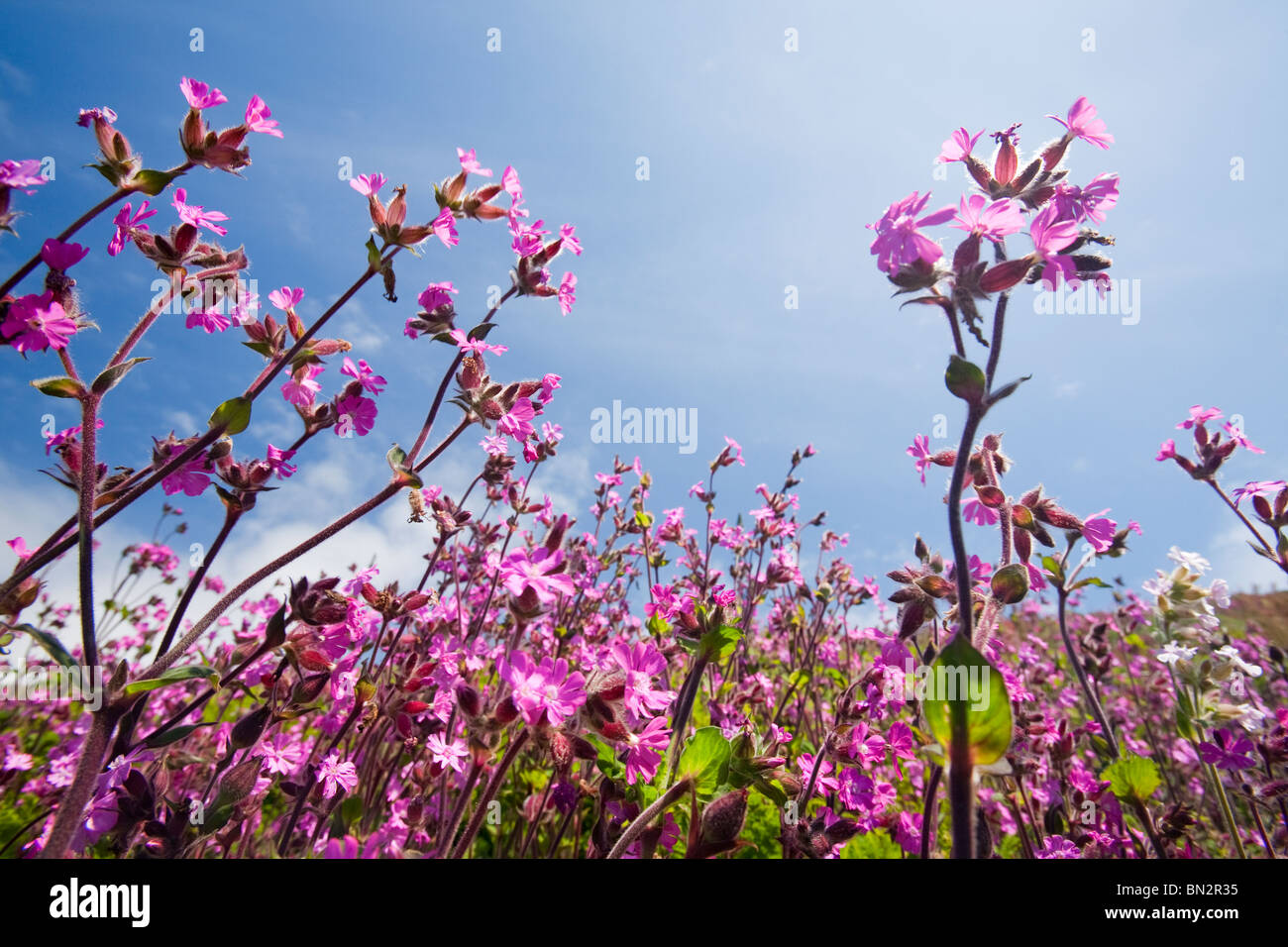 Fiori Selvatici compresi rosso Campion crescendo in un Cornish siepe vicino a St appena, UK. Foto Stock