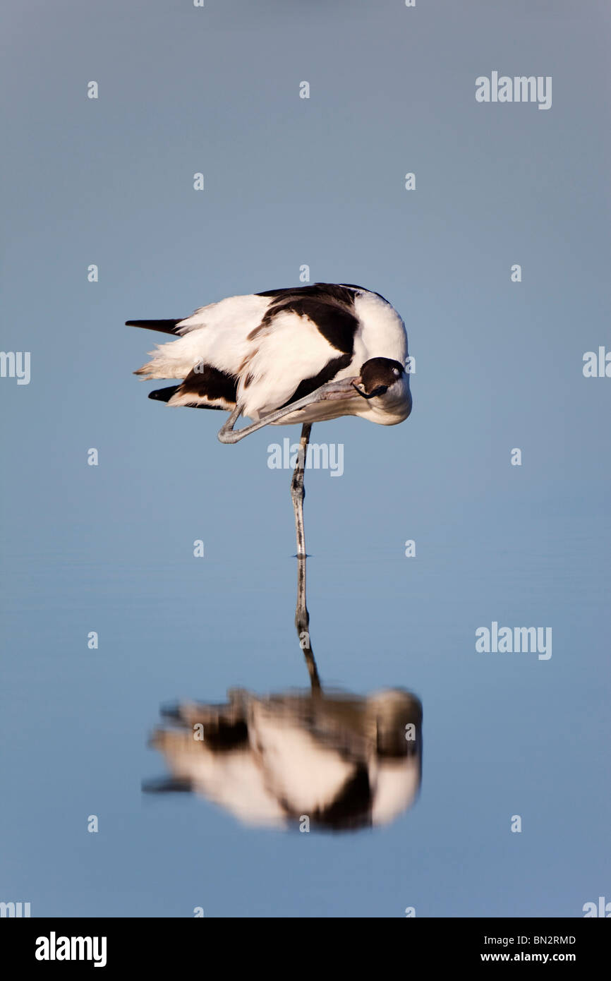 Avocet; Recurvirostra avosetta; graffiare Foto Stock