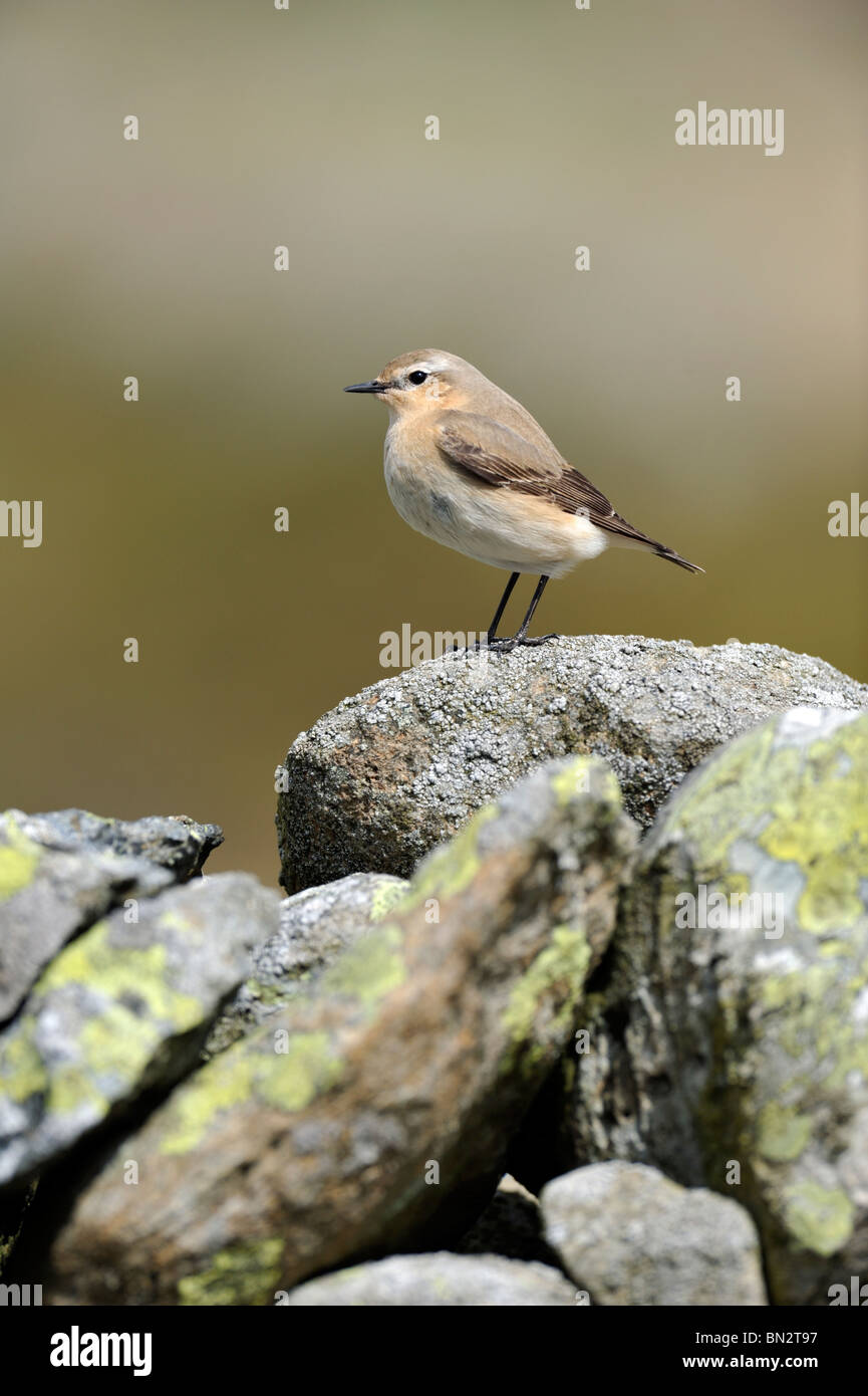 Culbianco (Oenanthe oenanthe) Foto Stock