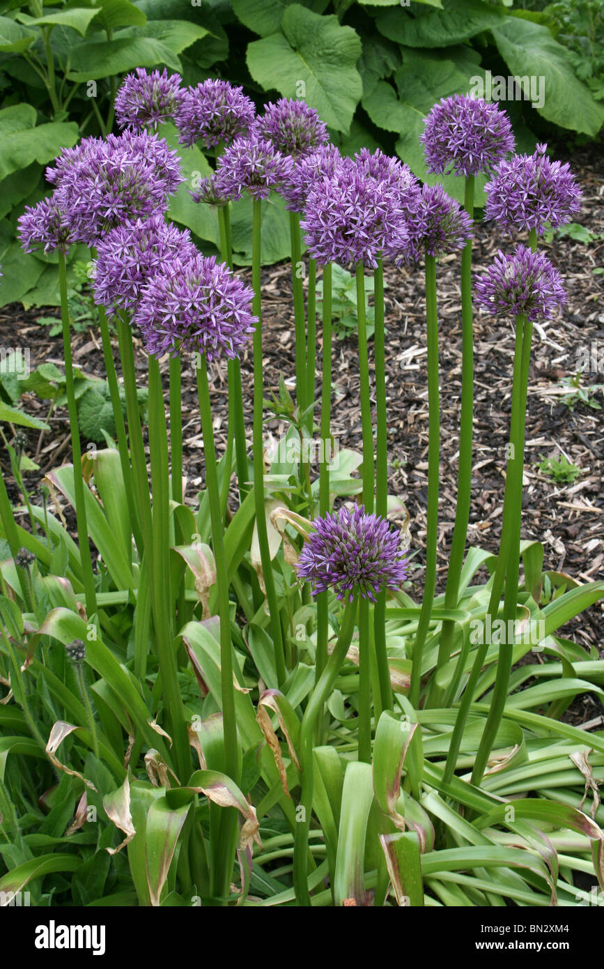 Alliums sp. Prese a Ness Botanic Gardens, Wirral, Regno Unito Foto Stock