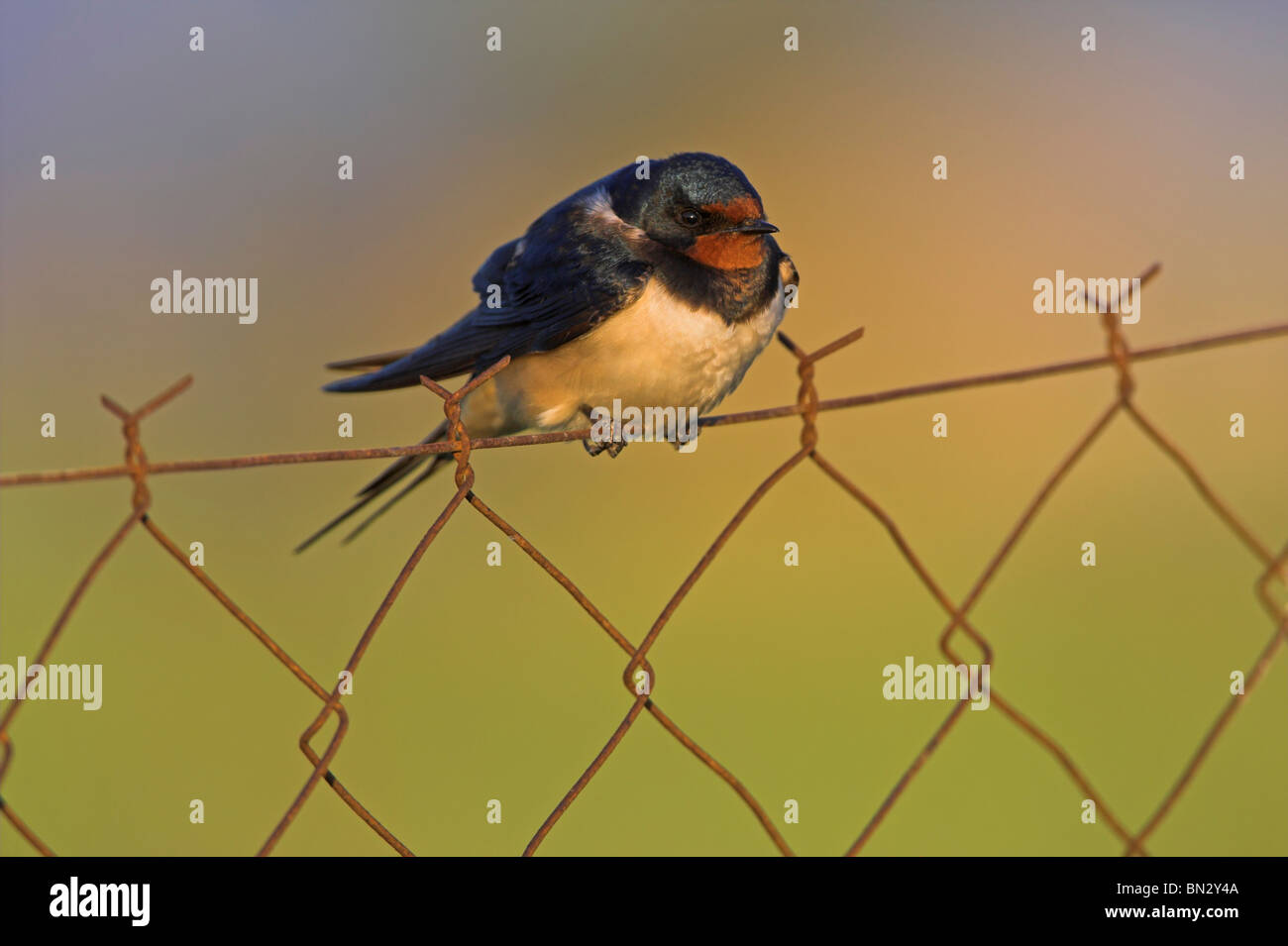 Barn swallow (Hirundo rustica), seduto su un recinto, Grecia, Lesbo, Kalloni Saline Foto Stock