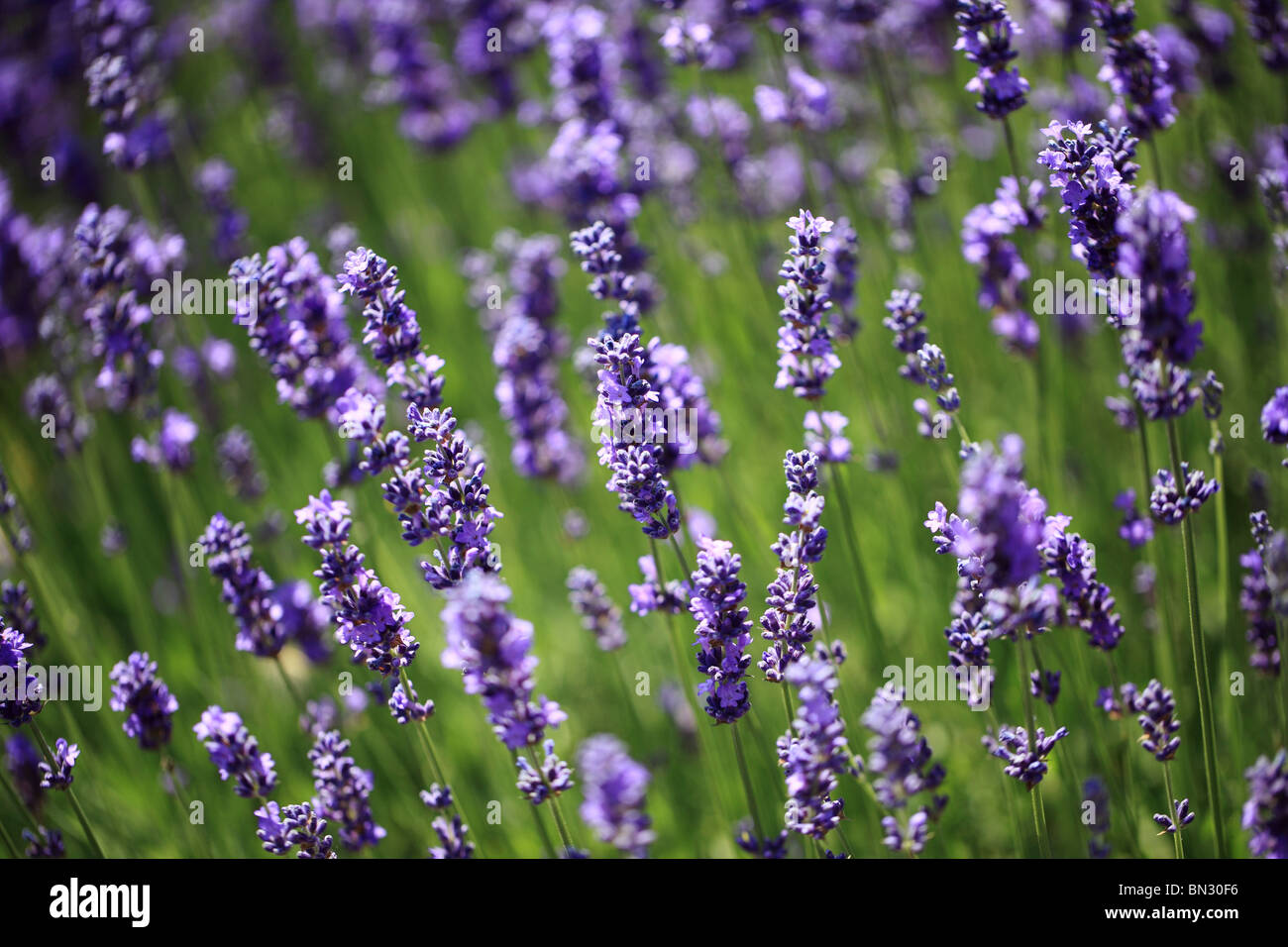 Primo piano di picchi di lavanda fioriti in un campo di lavanda, Inghilterra, Regno Unito Foto Stock