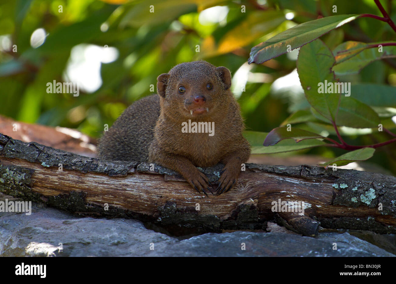 Un unico la Mangusta Nana (Helogale parvula) di guardare direttamente la fotocamera Foto Stock
