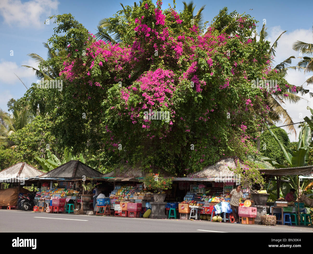 Molto grande magenta fioritura di Bougainvillea arbusto, al di sopra di un mercato stradale striscia, Bali, Indonesia Foto Stock