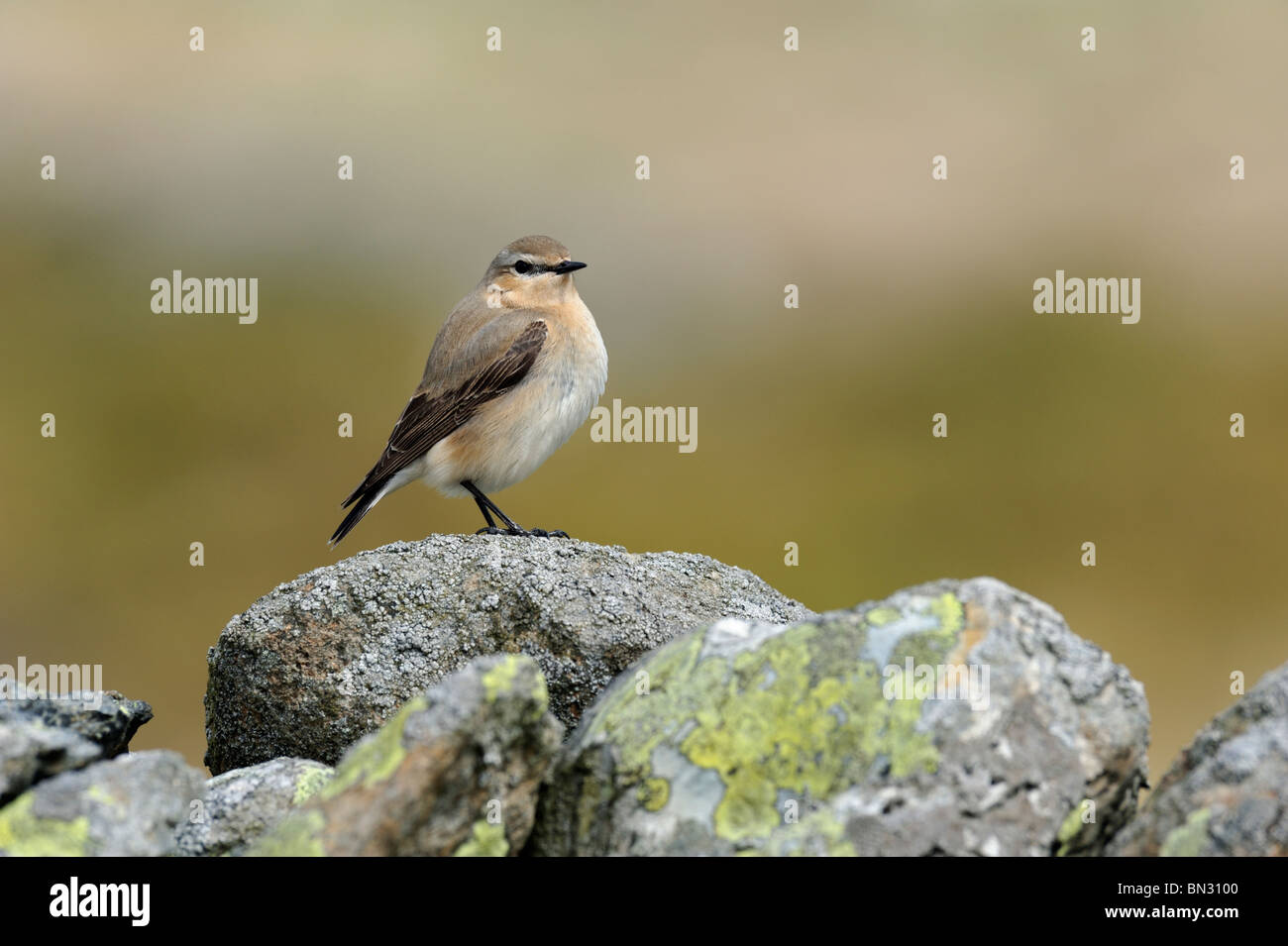 Culbianco (Oenanthe oenanthe) Foto Stock