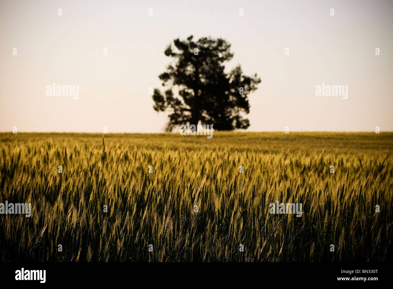 Capi di golden grain stendere in campi al tramonto Foto Stock