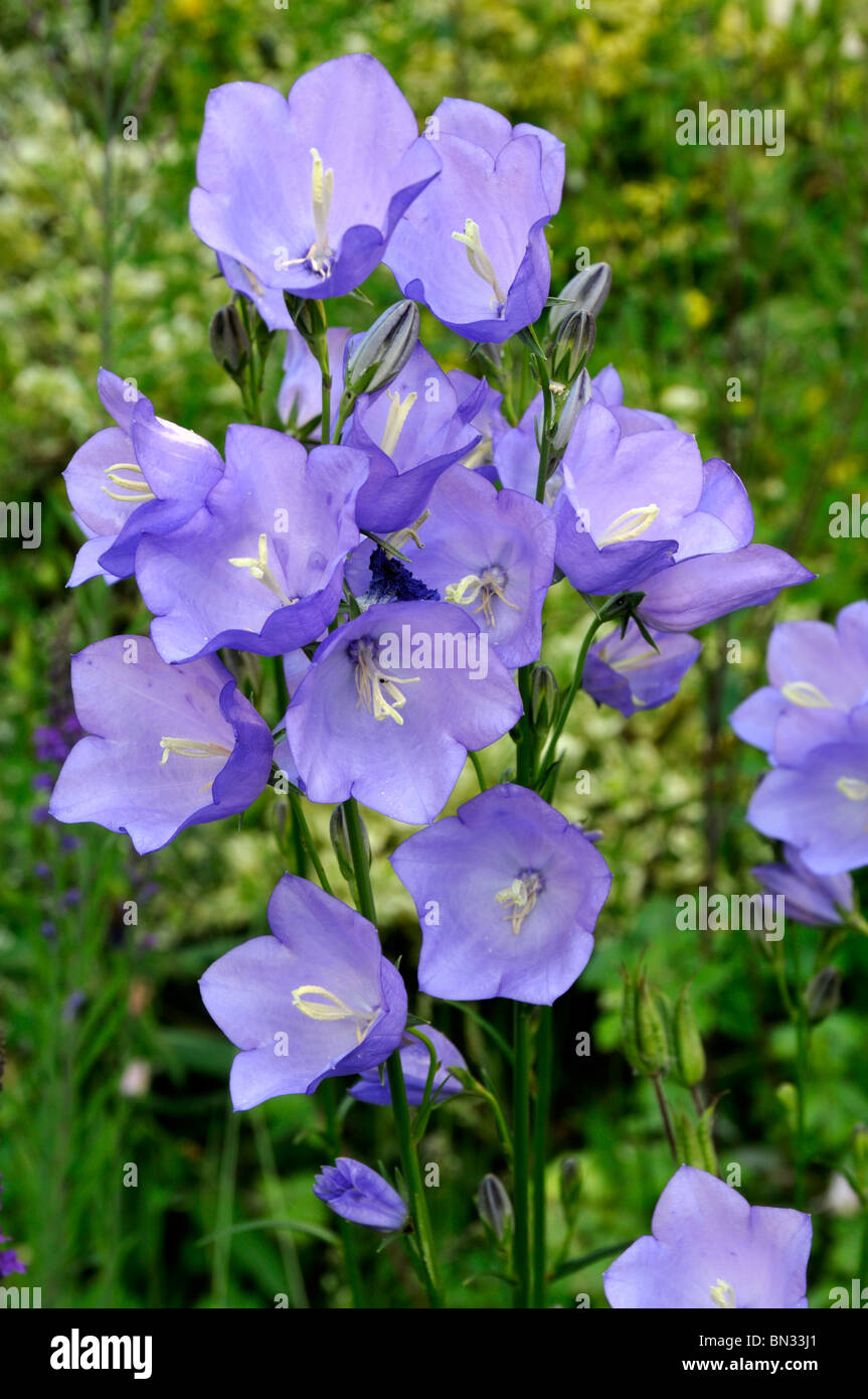 Campanula persicifolia Peach-lasciarono la Campanula Foto Stock