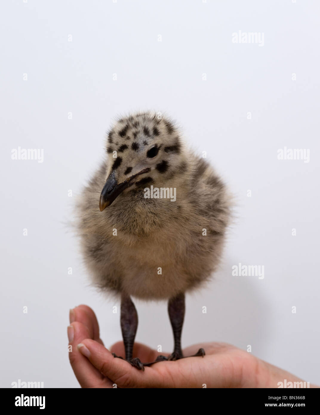 Larus occidentalis baby seagull in piedi in un womans mani Foto Stock