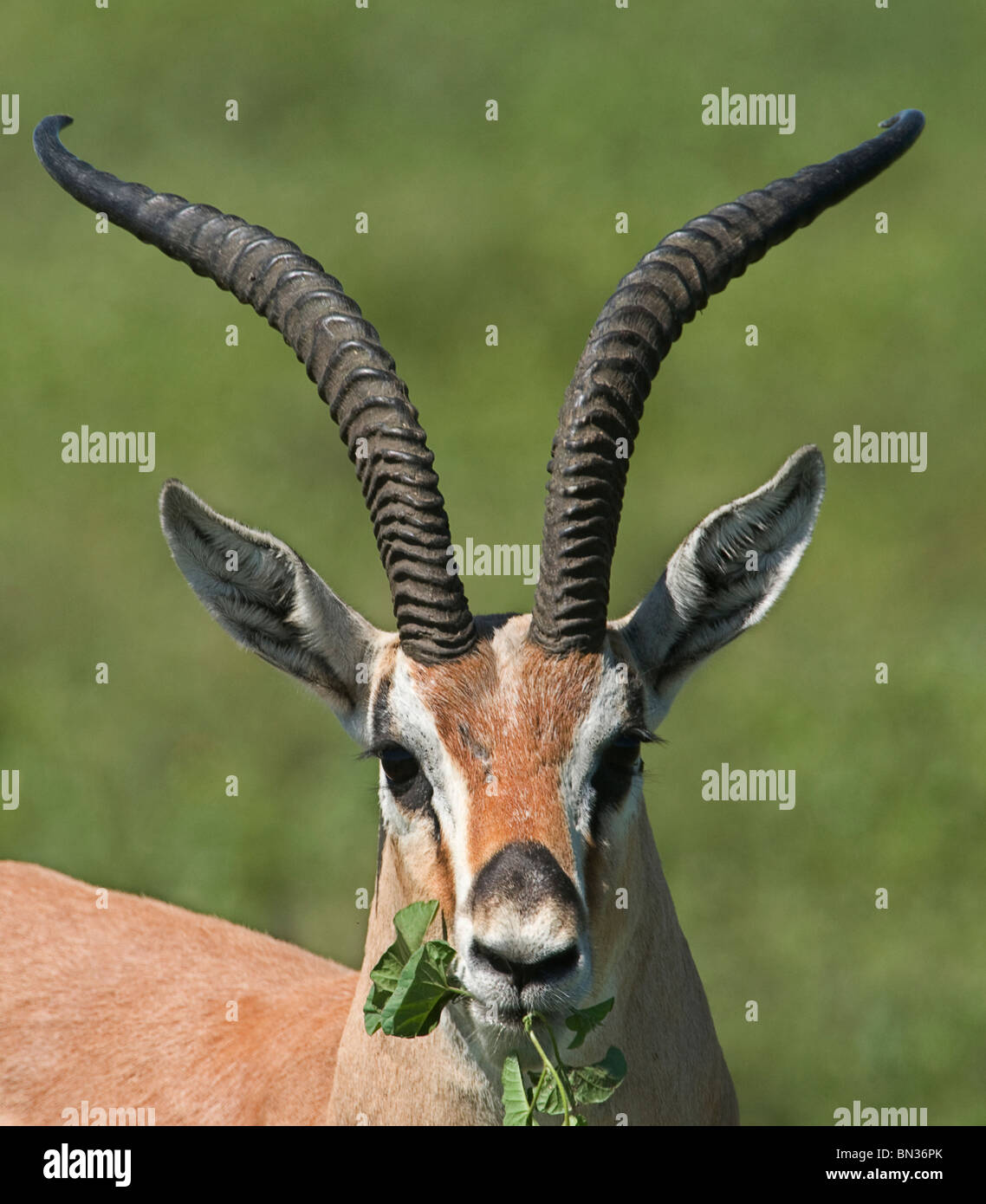 Grant's gazelle, fotografata nel Parco Nazionale del Serengeti, Tanzania Africa Foto Stock