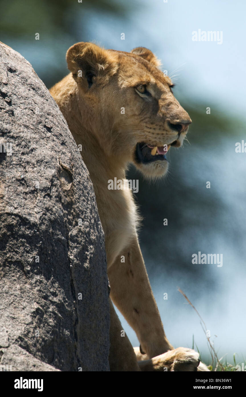 Lion, fotografata nel Parco Nazionale del Serengeti, Tanzania Africa Foto Stock