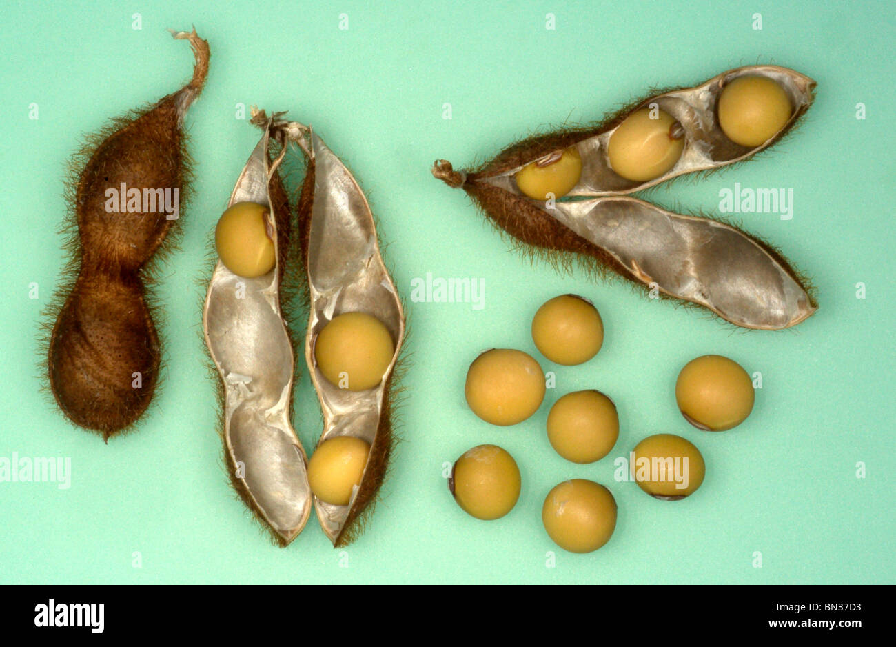 Mature pod di soia aperta per mostrare i semi Foto Stock