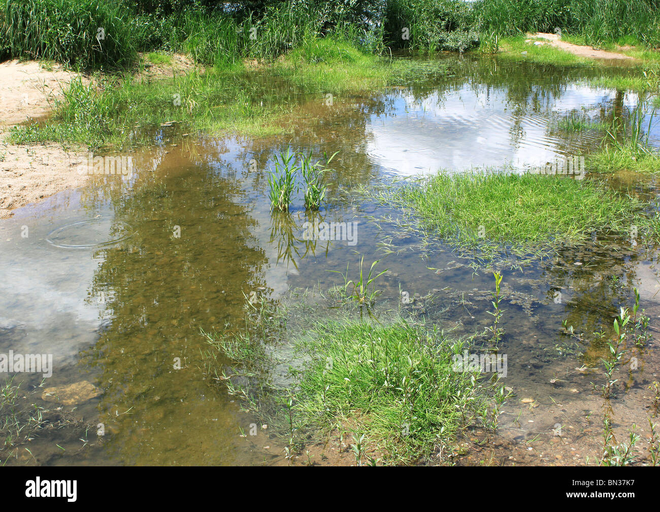 Vegetazioni acquoso in un stagno di acqua Foto Stock