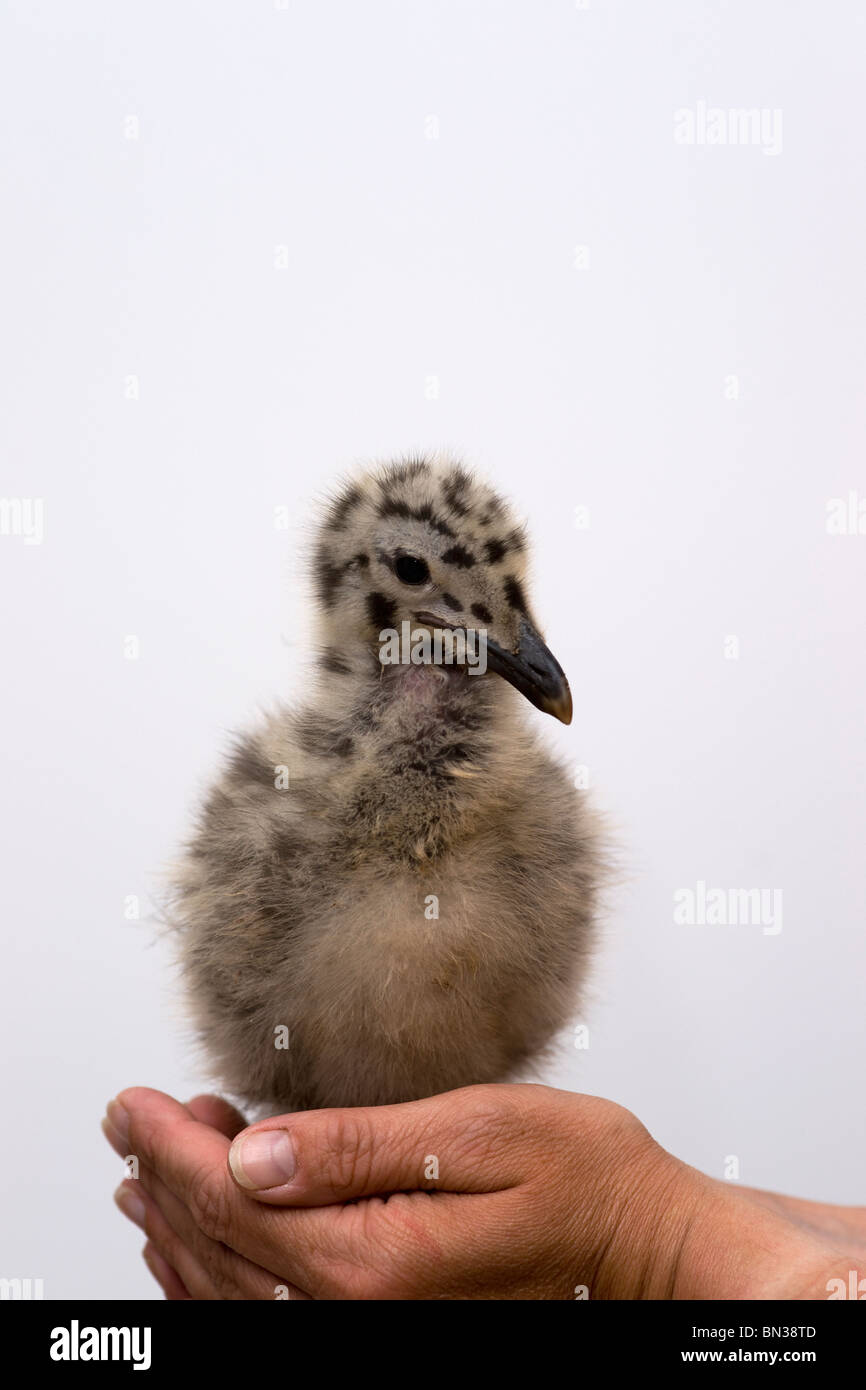 Larus occidentalis baby seagull in piedi in un womans mani Foto Stock