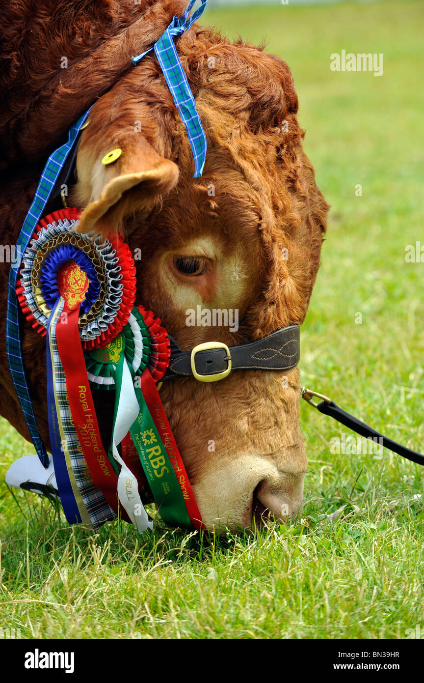 Vincitore del premio Limousin bull di pascolare su showfield presso l'Highland Show. Foto Stock