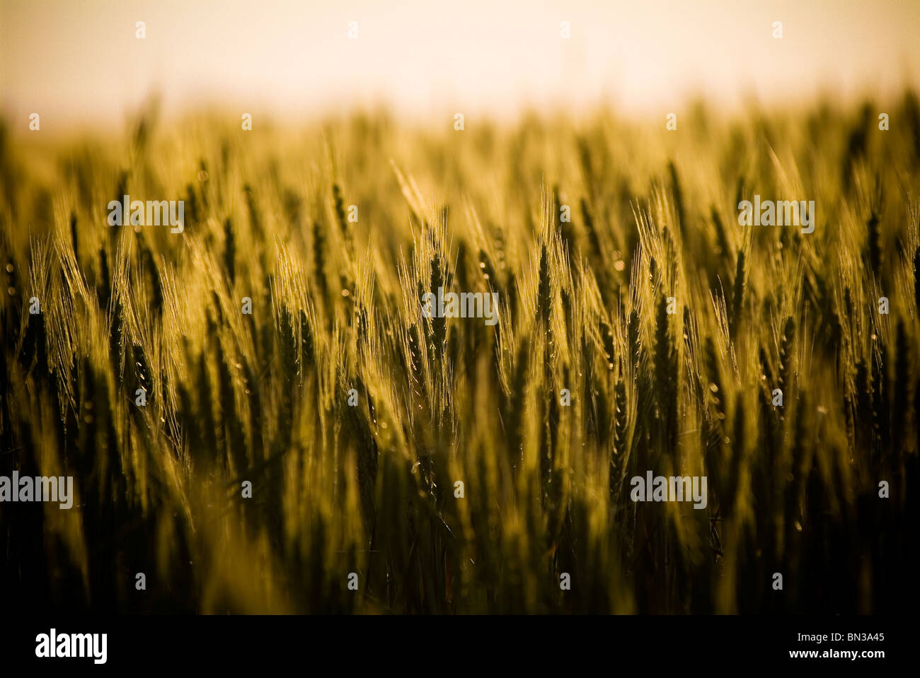 Capi di golden grain stendere in campi al tramonto Foto Stock