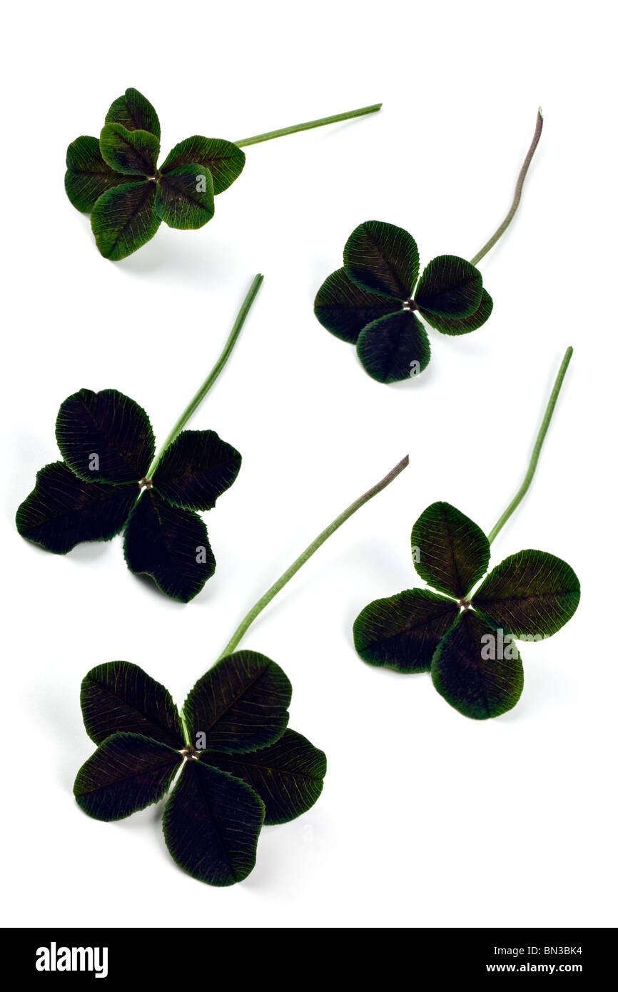 Trifolium repens Atropurpureum foglie di trifoglio Foto Stock