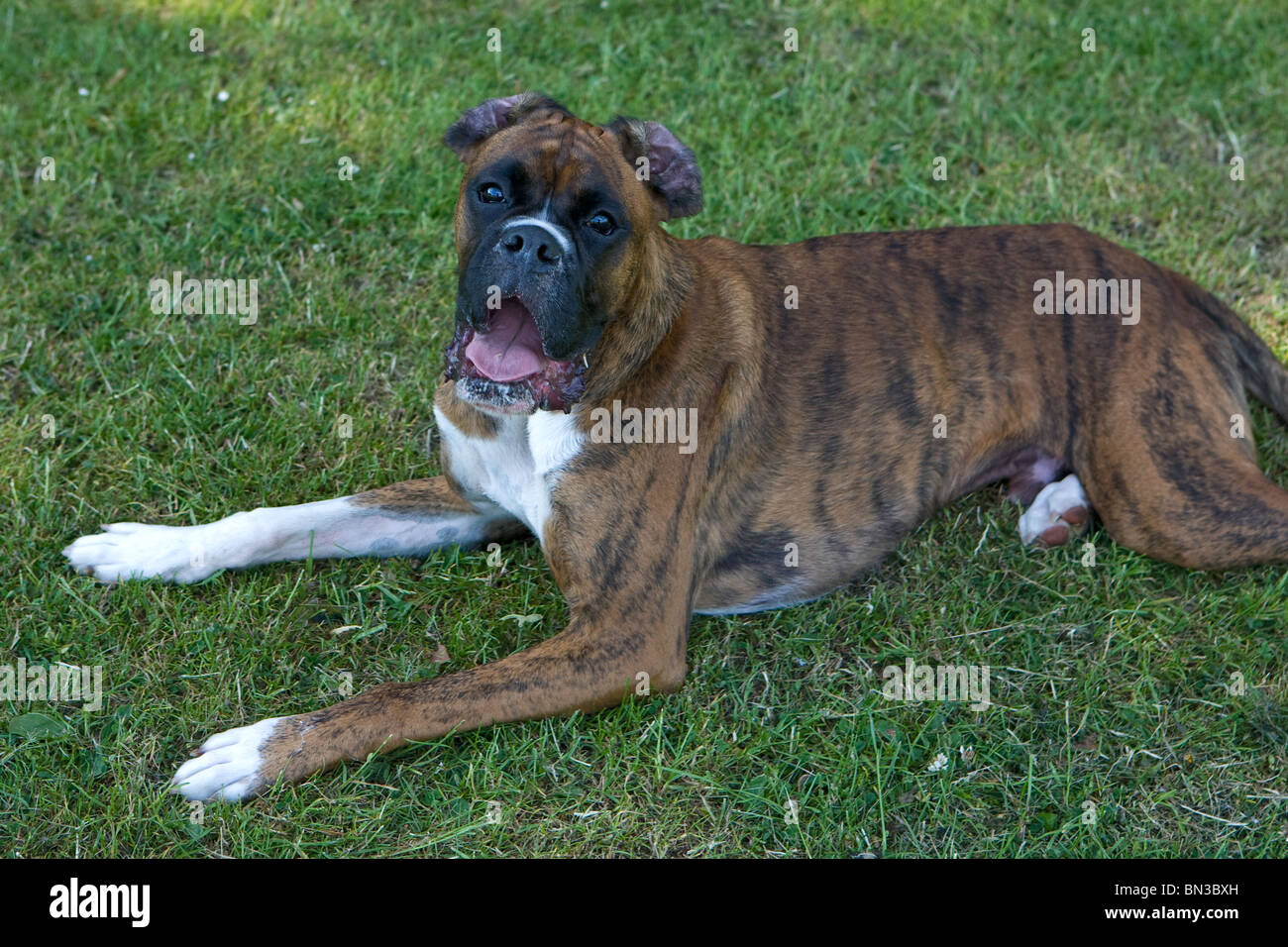Un cane Boxer giace sul terreno con la sua linguetta appendere fuori dopo un sacco di correre e giocare Foto Stock
