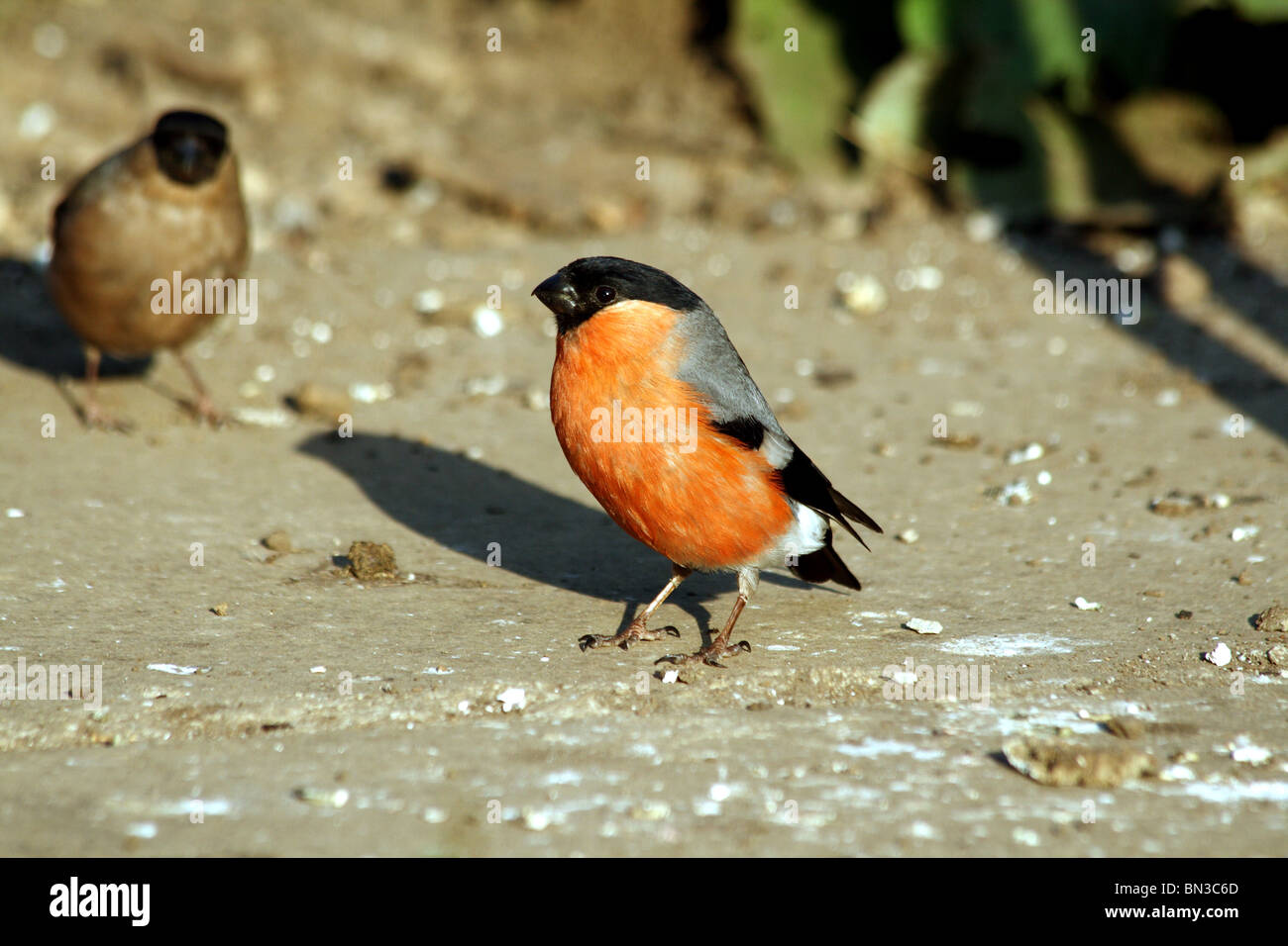 Bullfinch Pyrrhula pyrrhula famiglia Fringillidae maschio Foto Stock