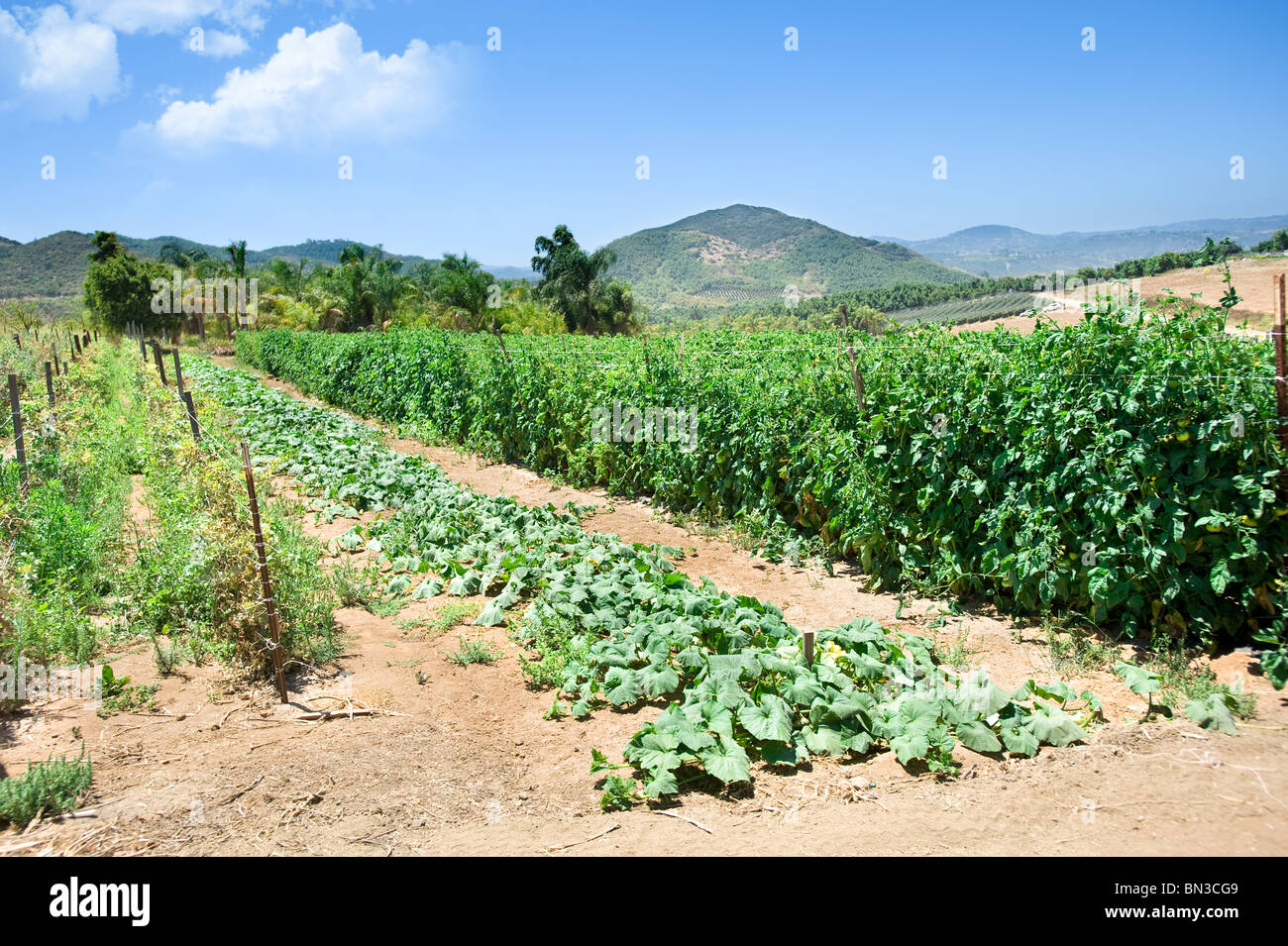 Un vibrante raccolto vegetale in una fattoria biologica nel corso di una bella giornata. Foto Stock