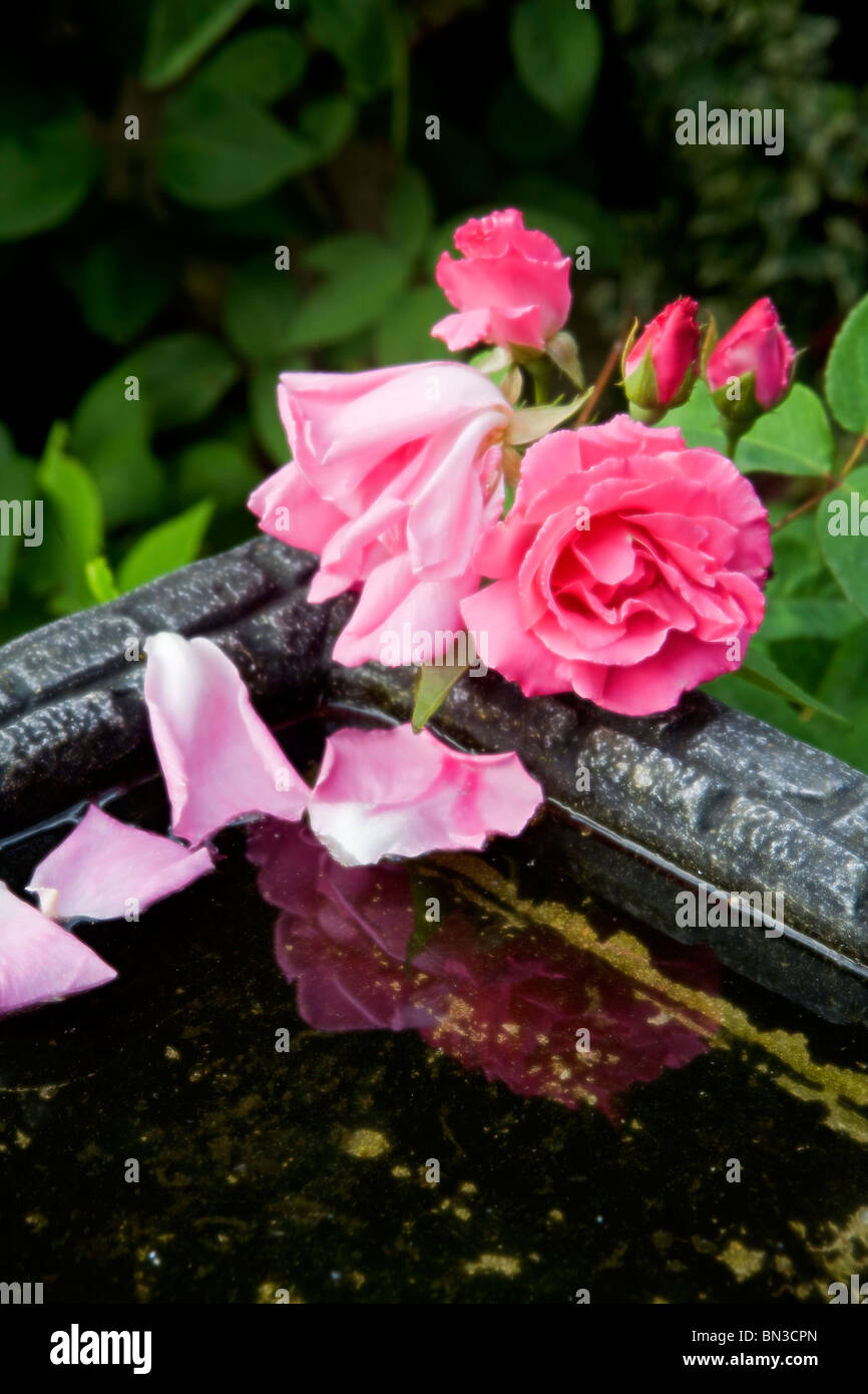 Tre fasi, dal germoglio di fiore per la caduta di petali di rosa rosa sovrastante un giardino Bagno uccelli Foto Stock