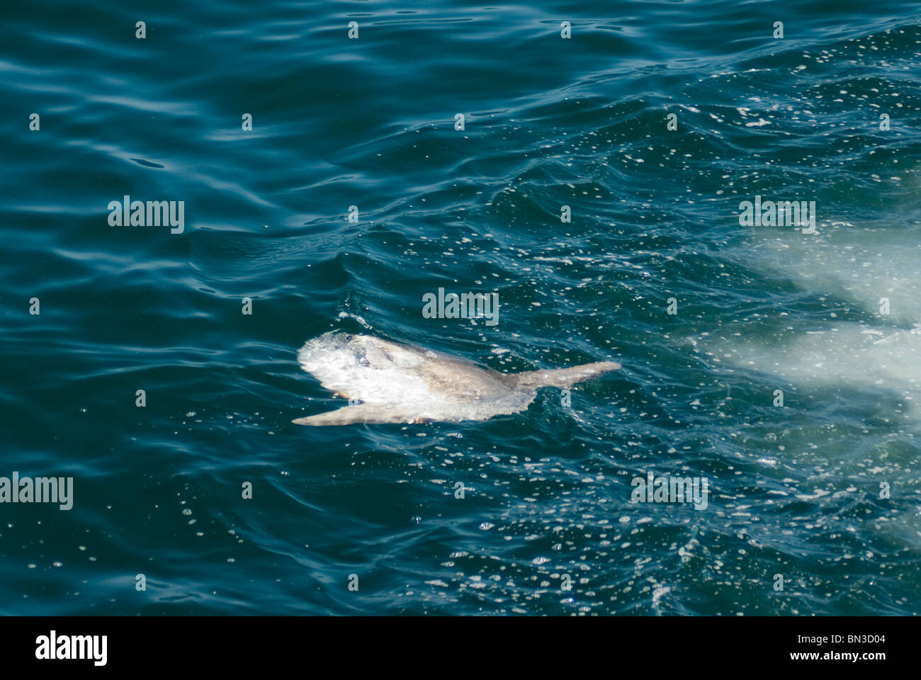 Un Oceano Sunfish, Mola mola, a prendere il sole in corrispondenza di una superficie di acqua, Antartide Foto Stock
