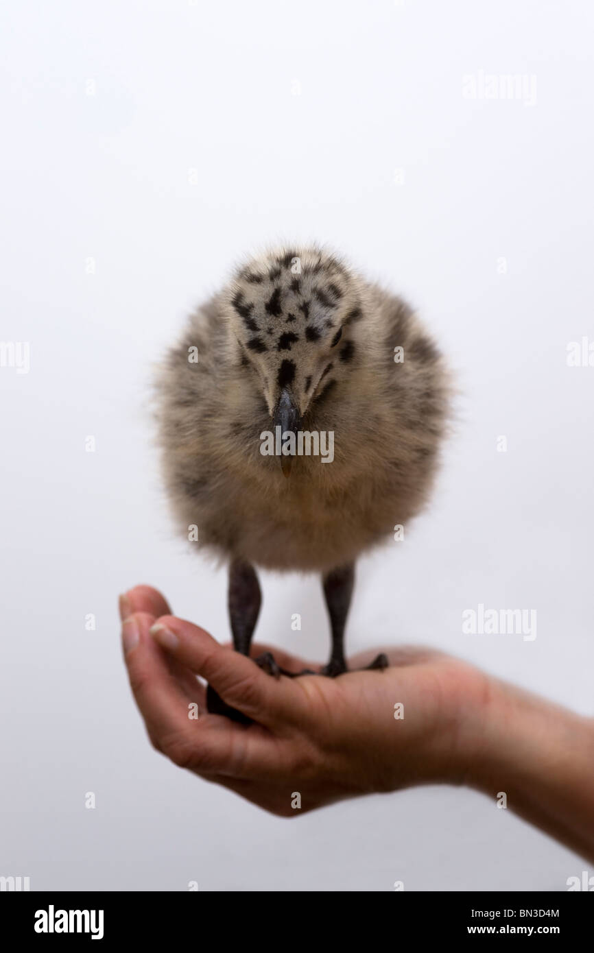 Larus occidentalis baby seagull in piedi in un womans mani Foto Stock