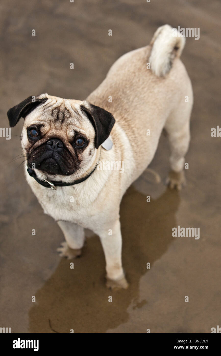 Pug in acqua Foto Stock