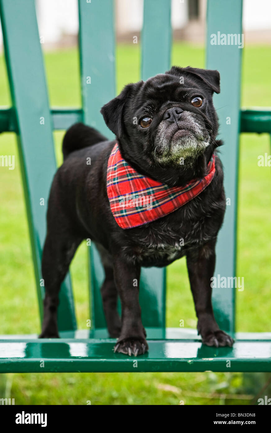 Pug cucciolo con sciarpa in piedi sulla sedia da giardino, Close-up Foto Stock